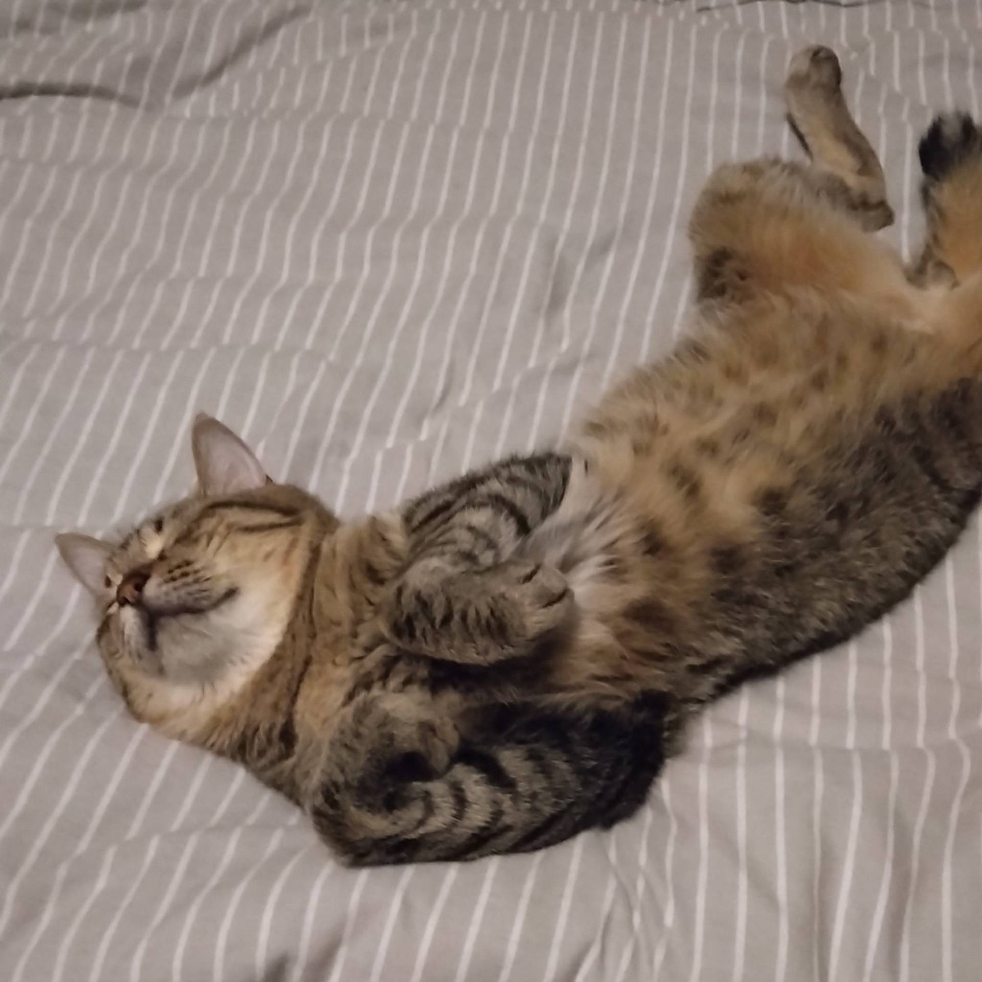雑種（ミックス猫）・オスの里親募集の写真