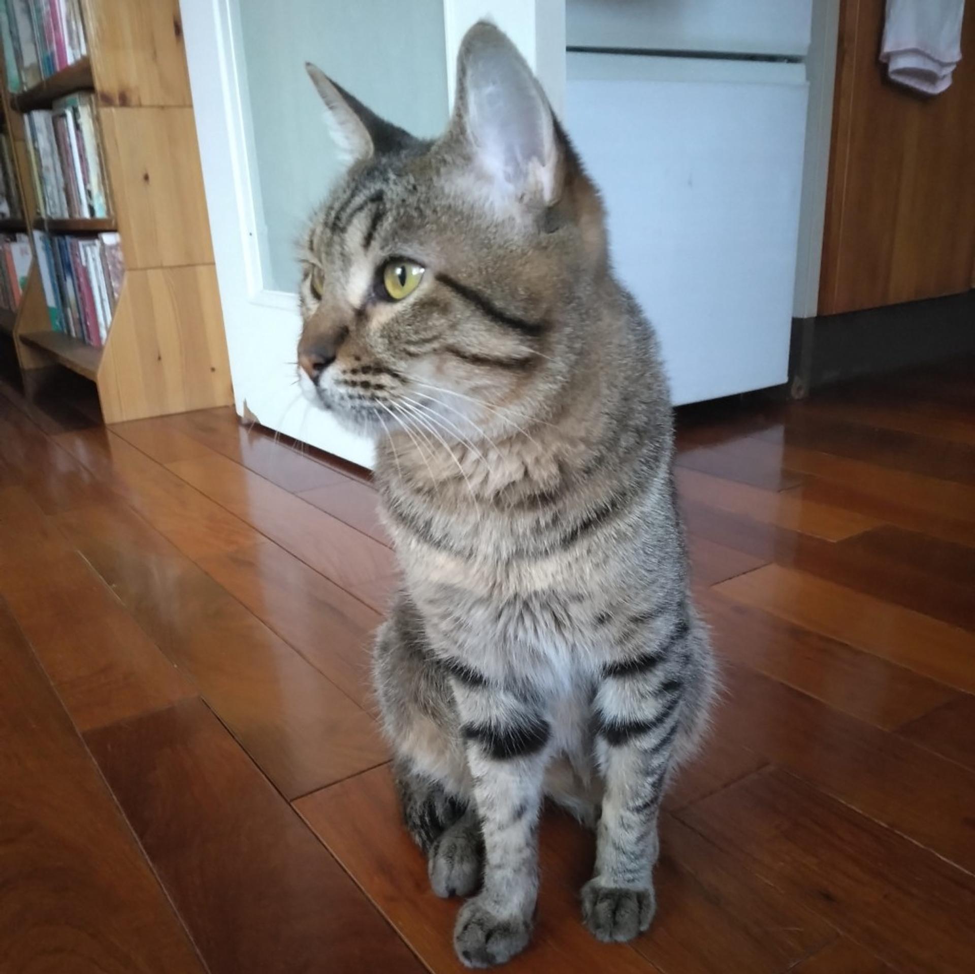 pet-image-3