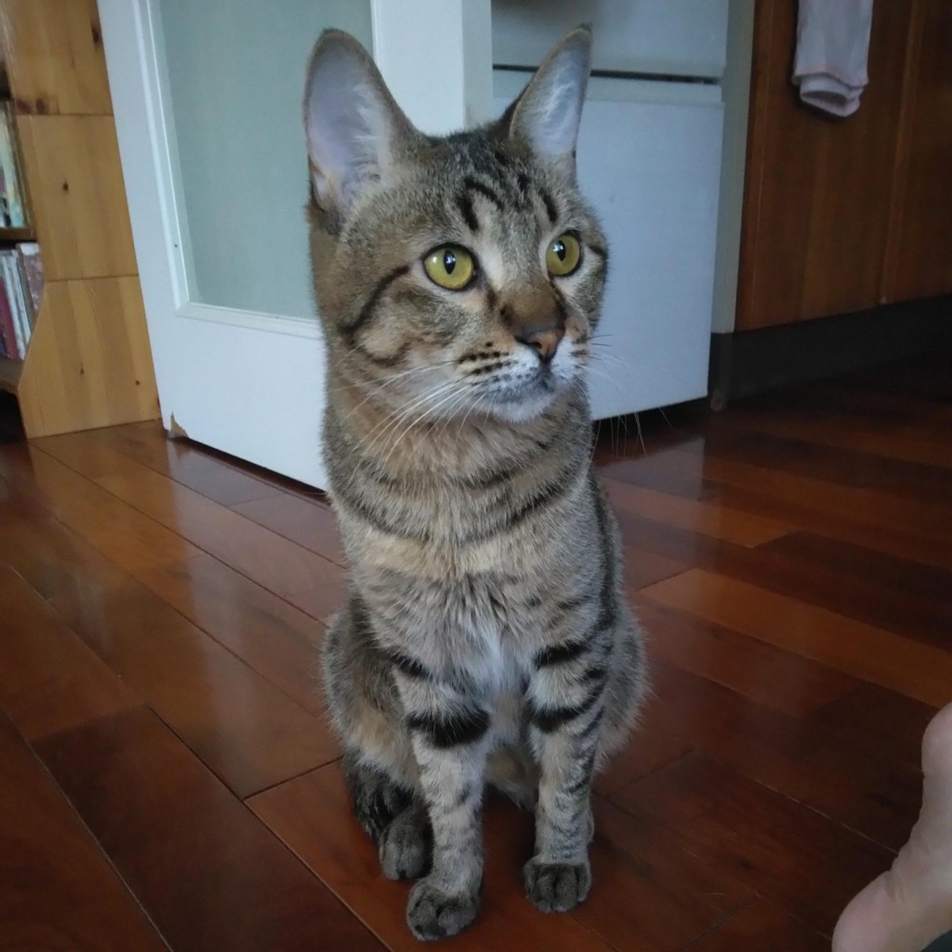 pet-image-7