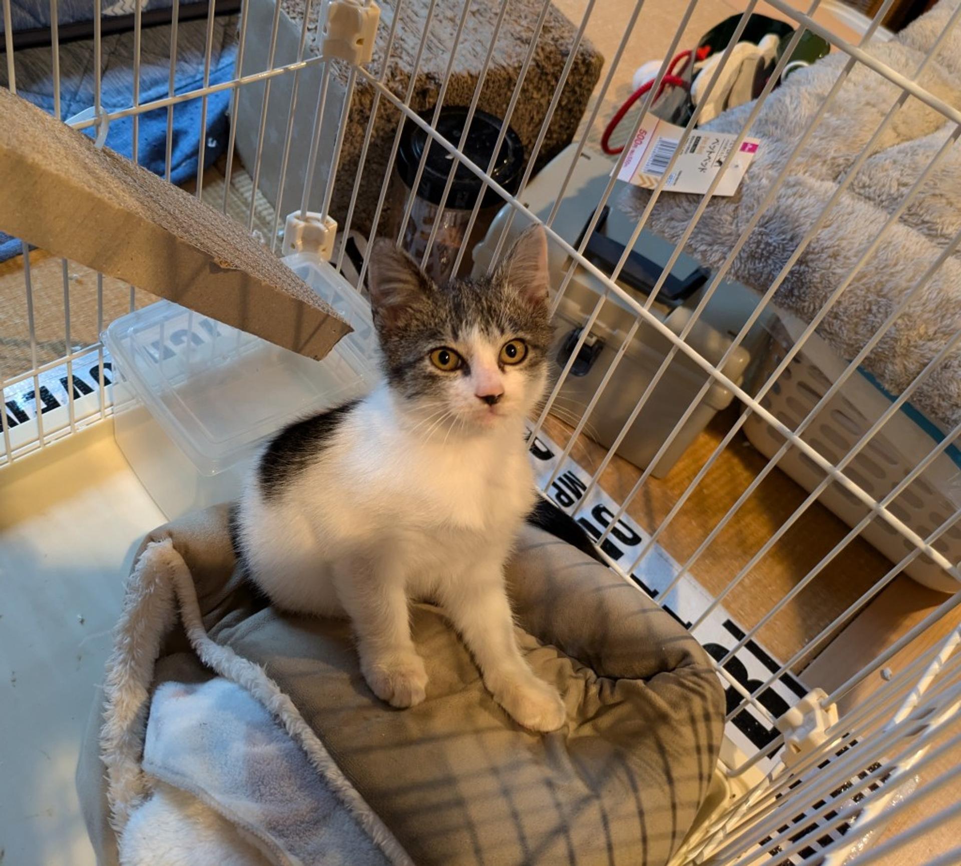 pet-image-2