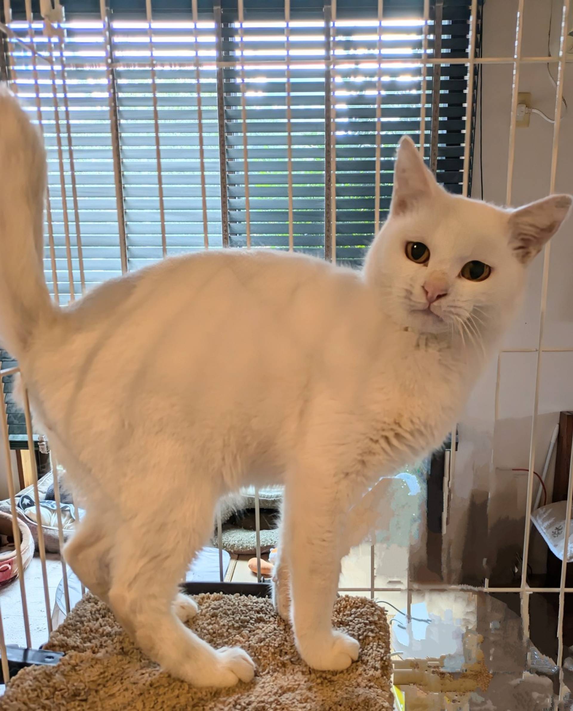 雑種（ミックス猫）・オスの里親募集の写真