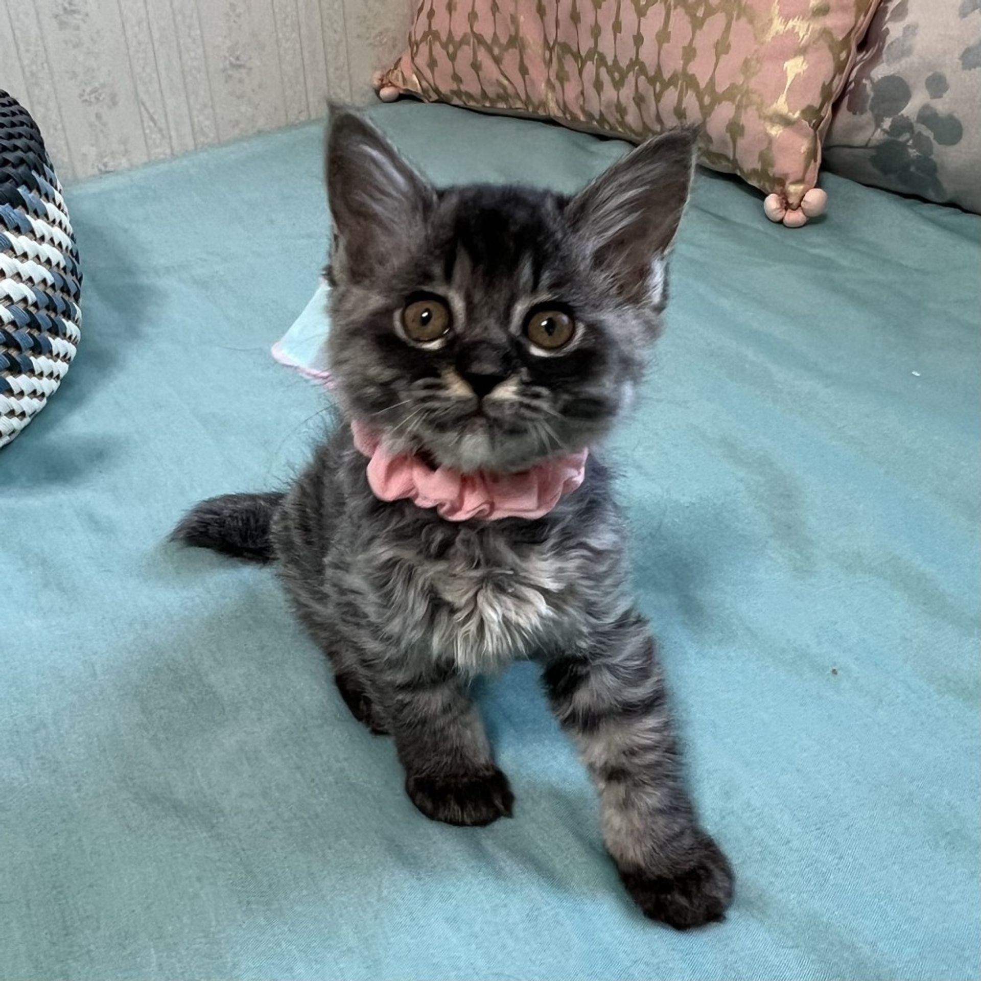 雑種（ミックス猫）・メスの里親募集の写真