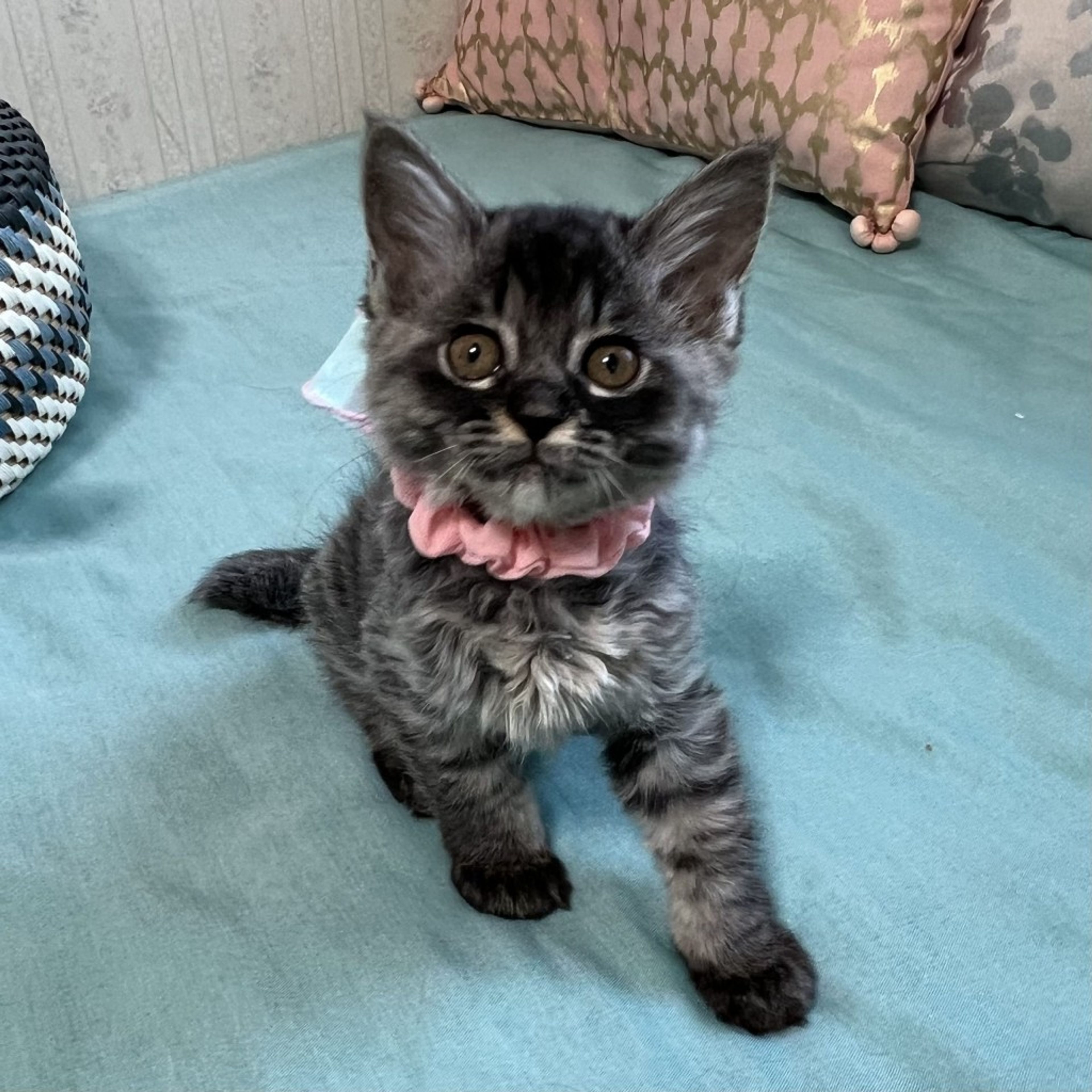 雑種（ミックス猫）・メスの里親募集の写真