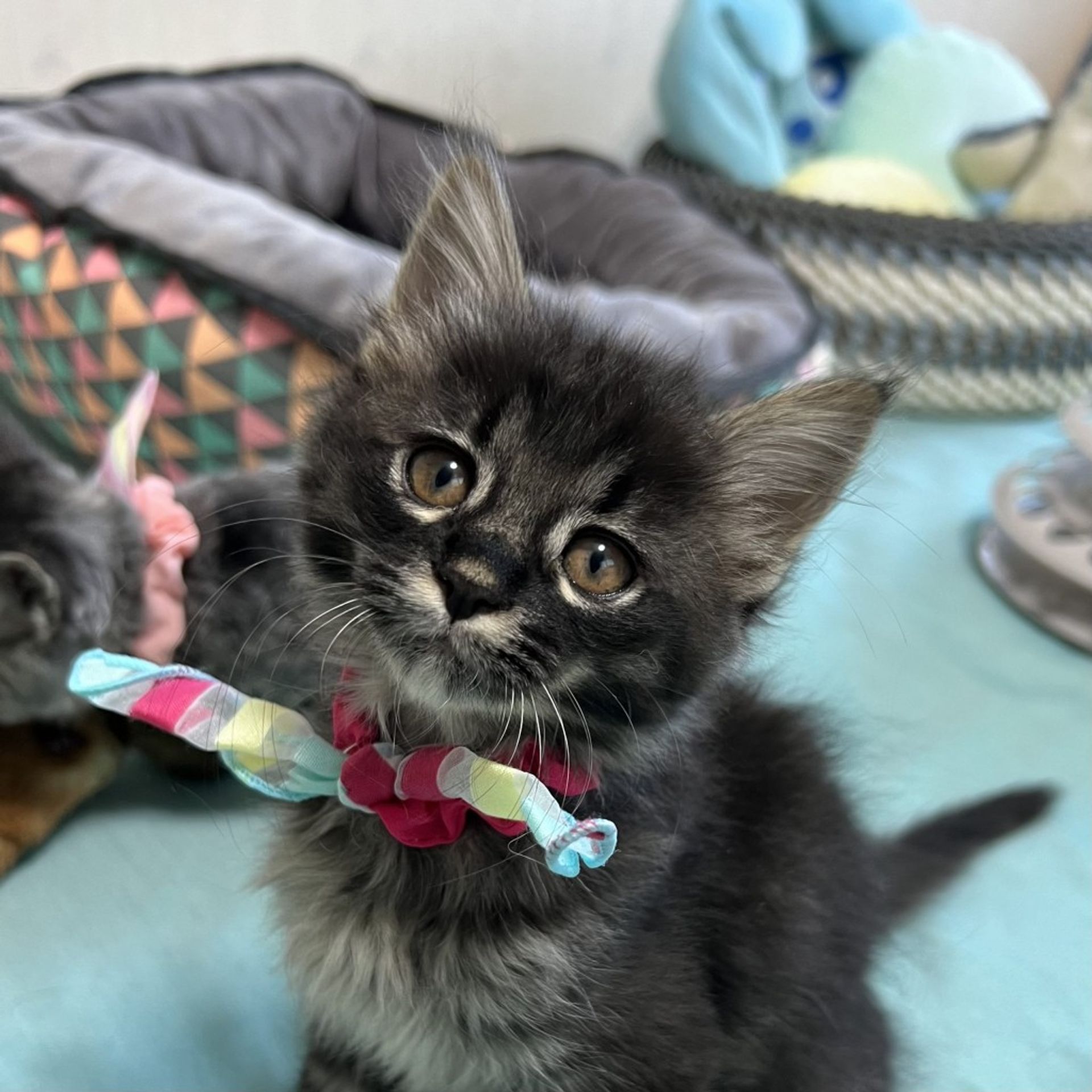 雑種（ミックス猫）・メスの里親募集の写真