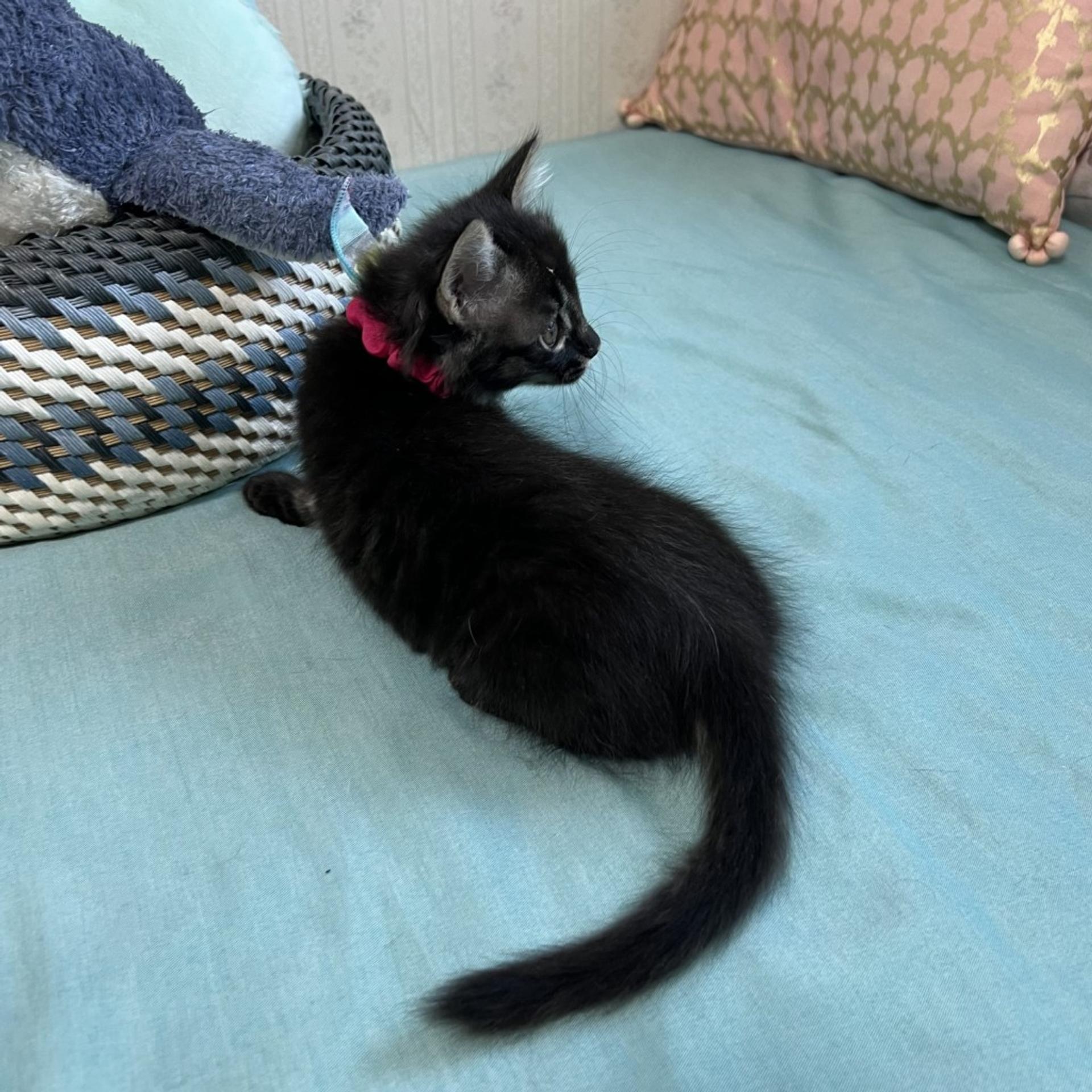 pet-image-6