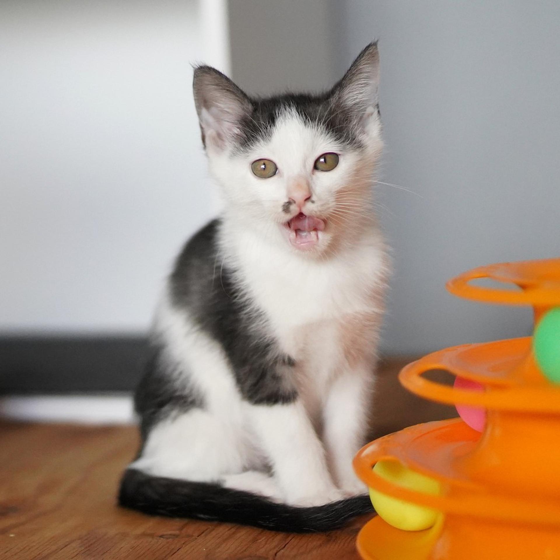 pet-image-4