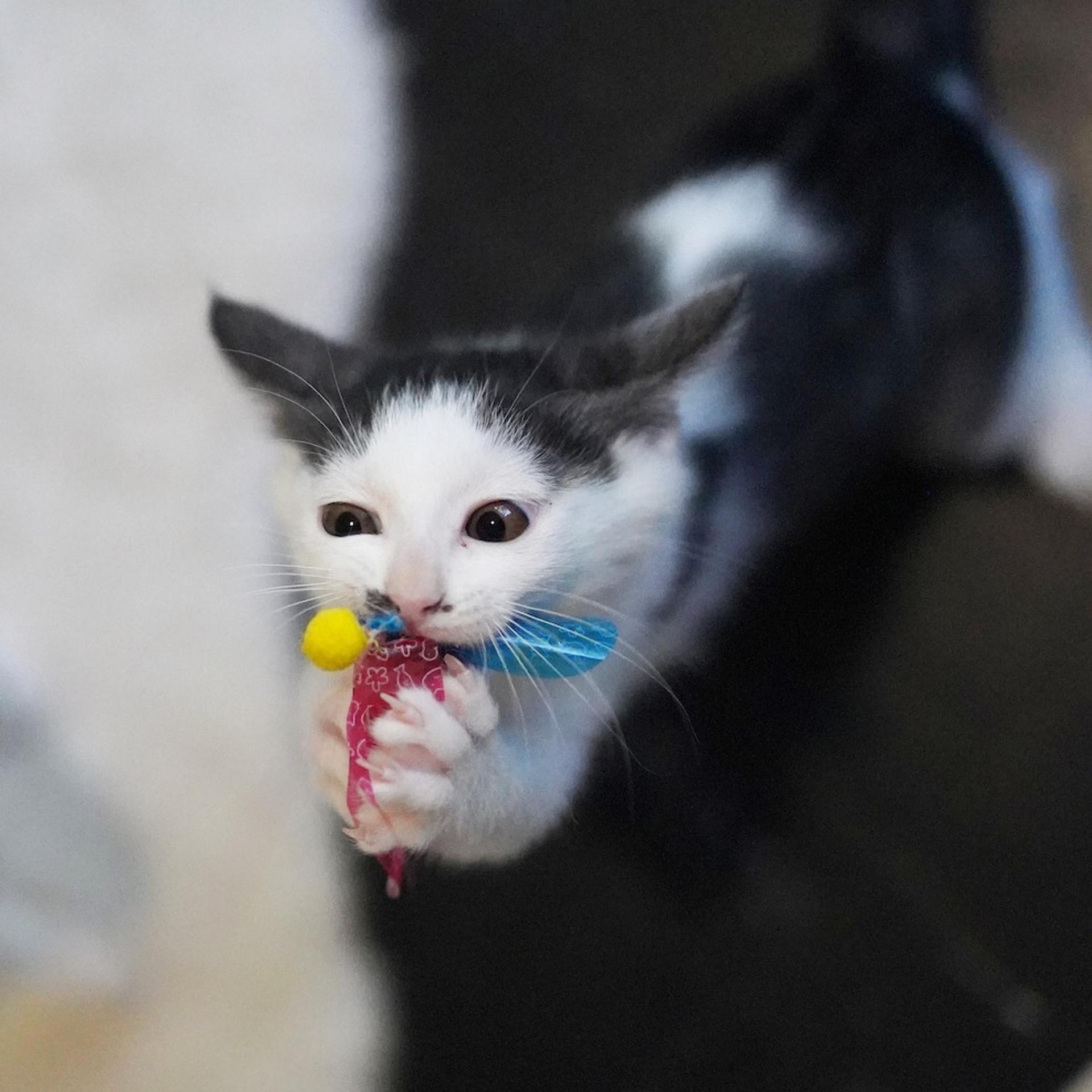 pet-image-5