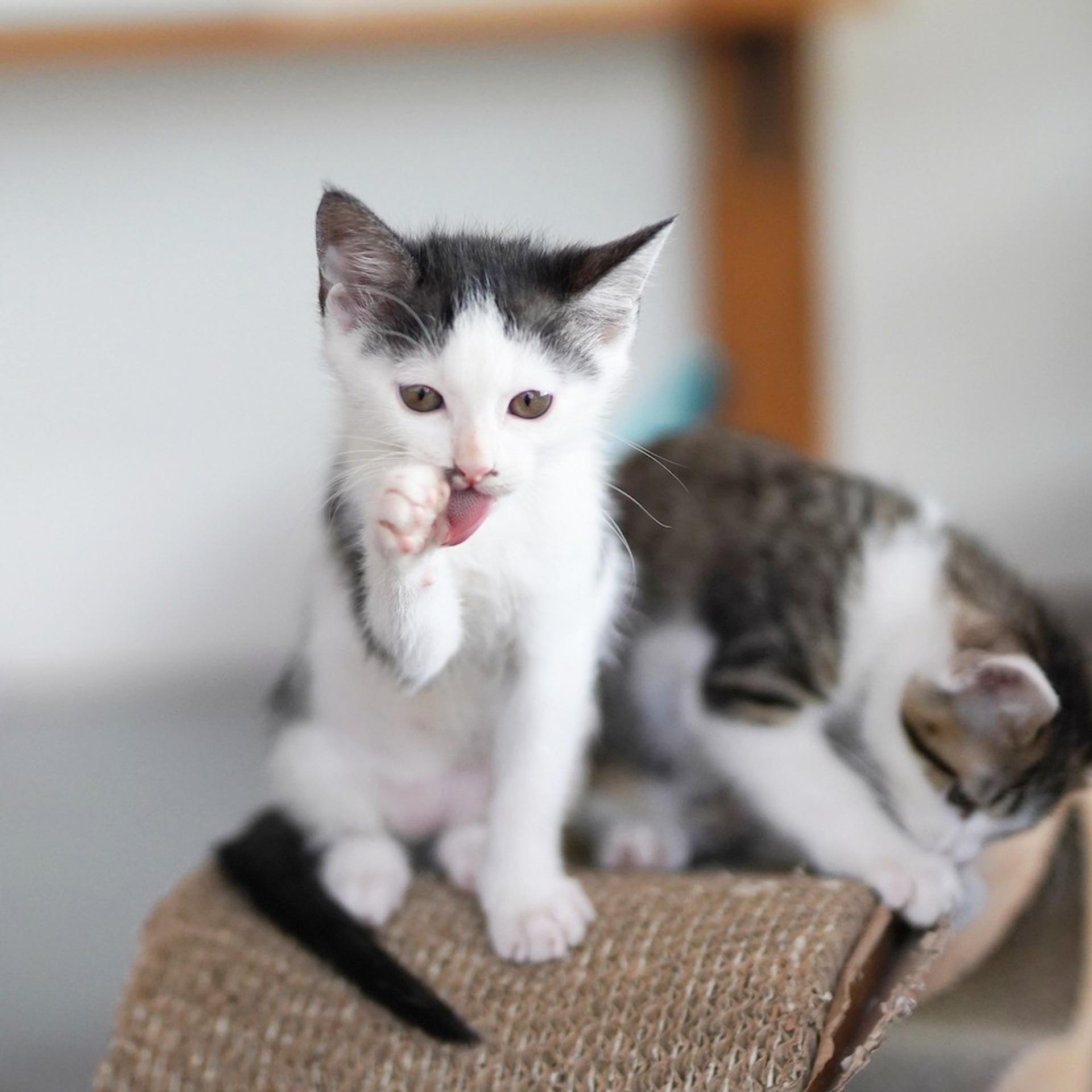 pet-image-6