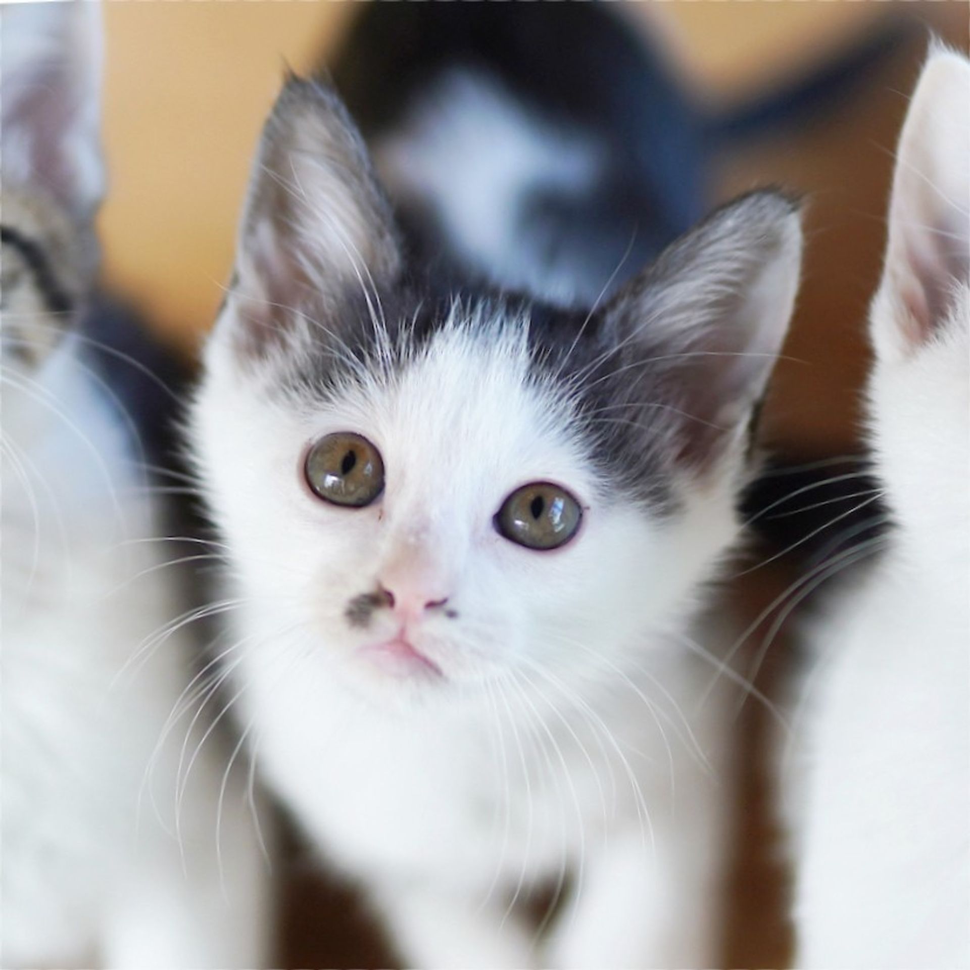 雑種（ミックス猫）・オスの里親募集の写真