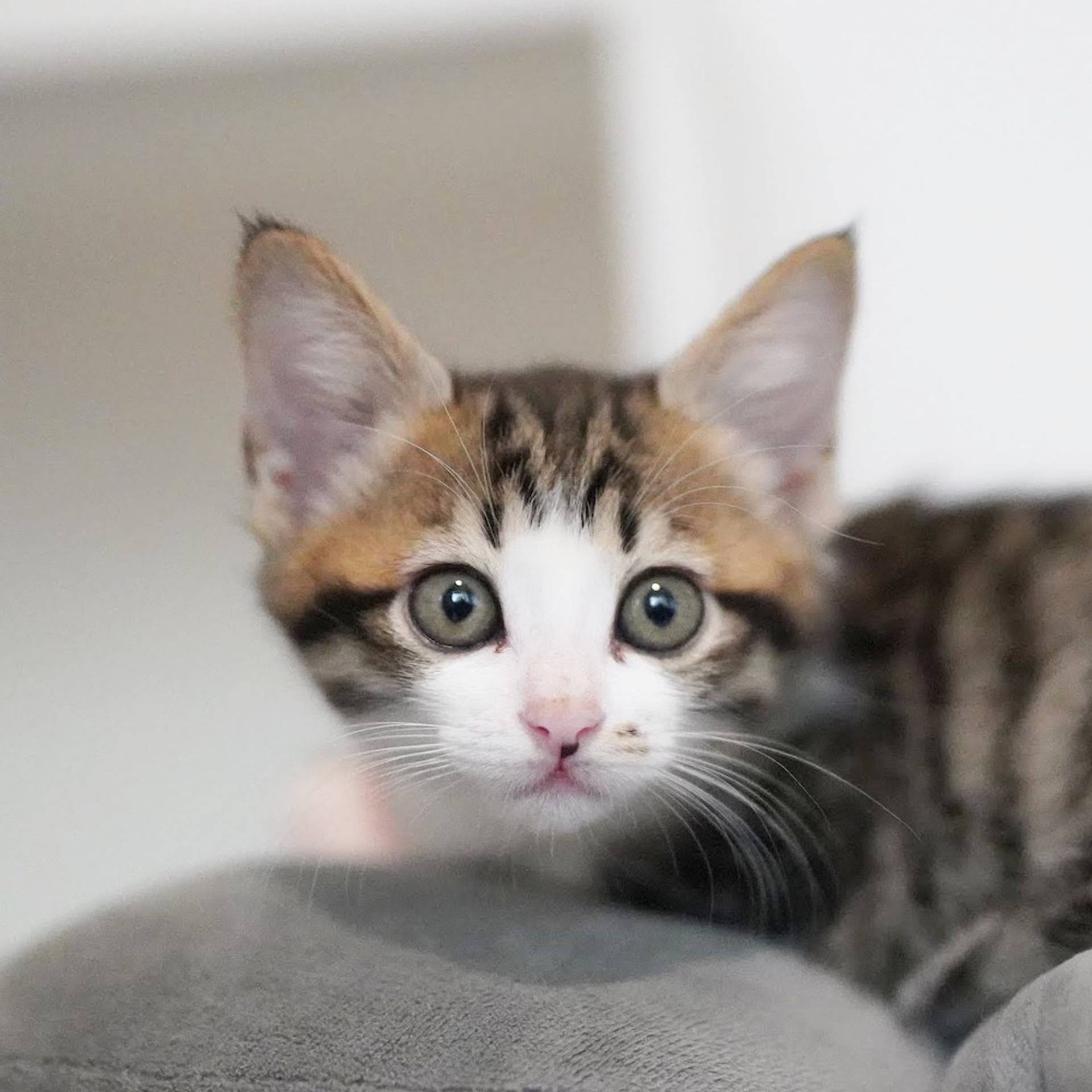 雑種（ミックス猫）・メスの里親募集の写真
