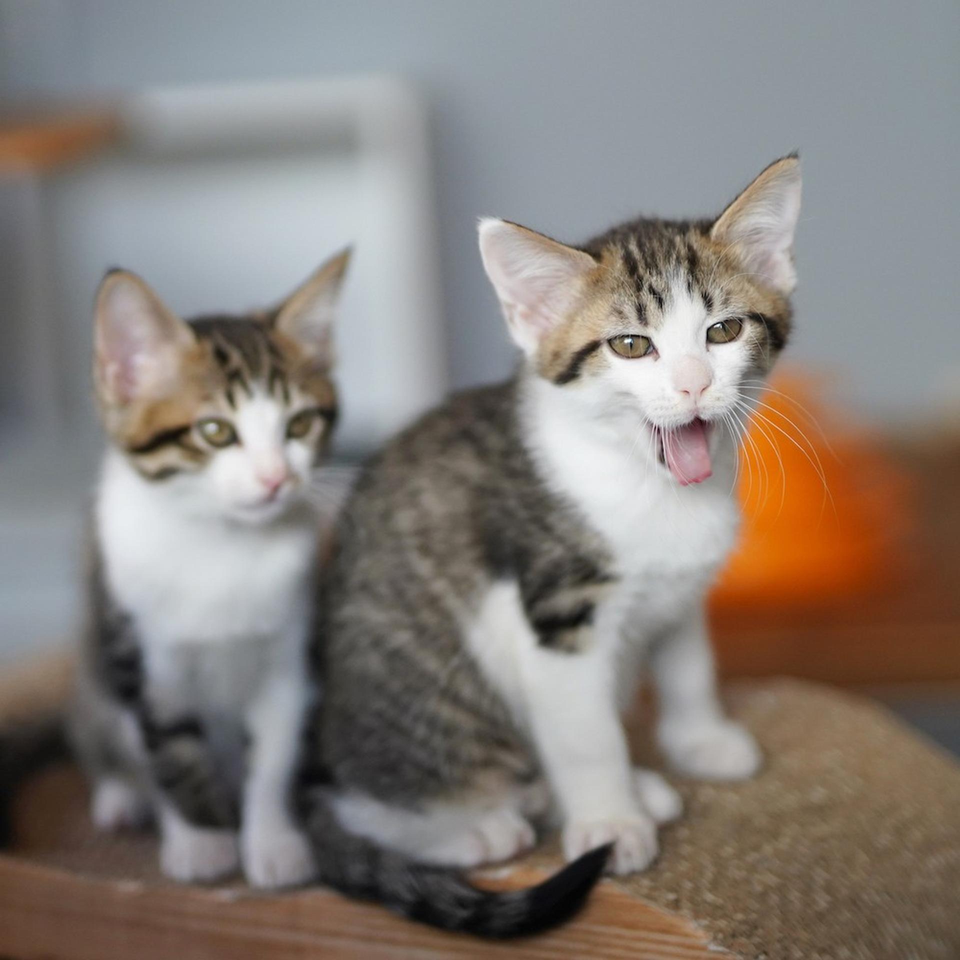 pet-image-5