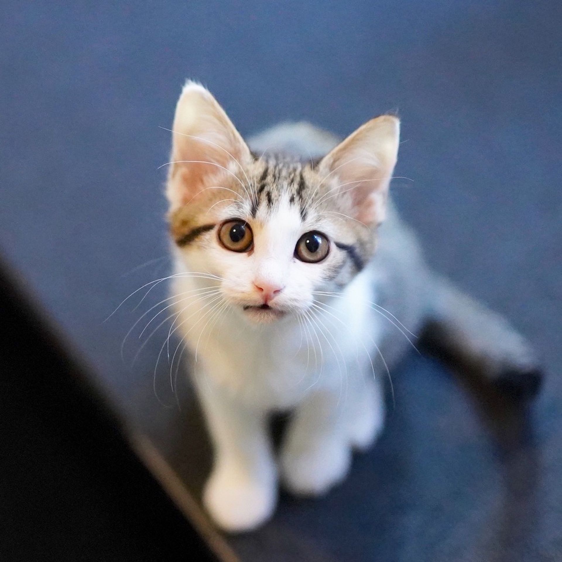 雑種（ミックス猫）・メスの里親募集の写真