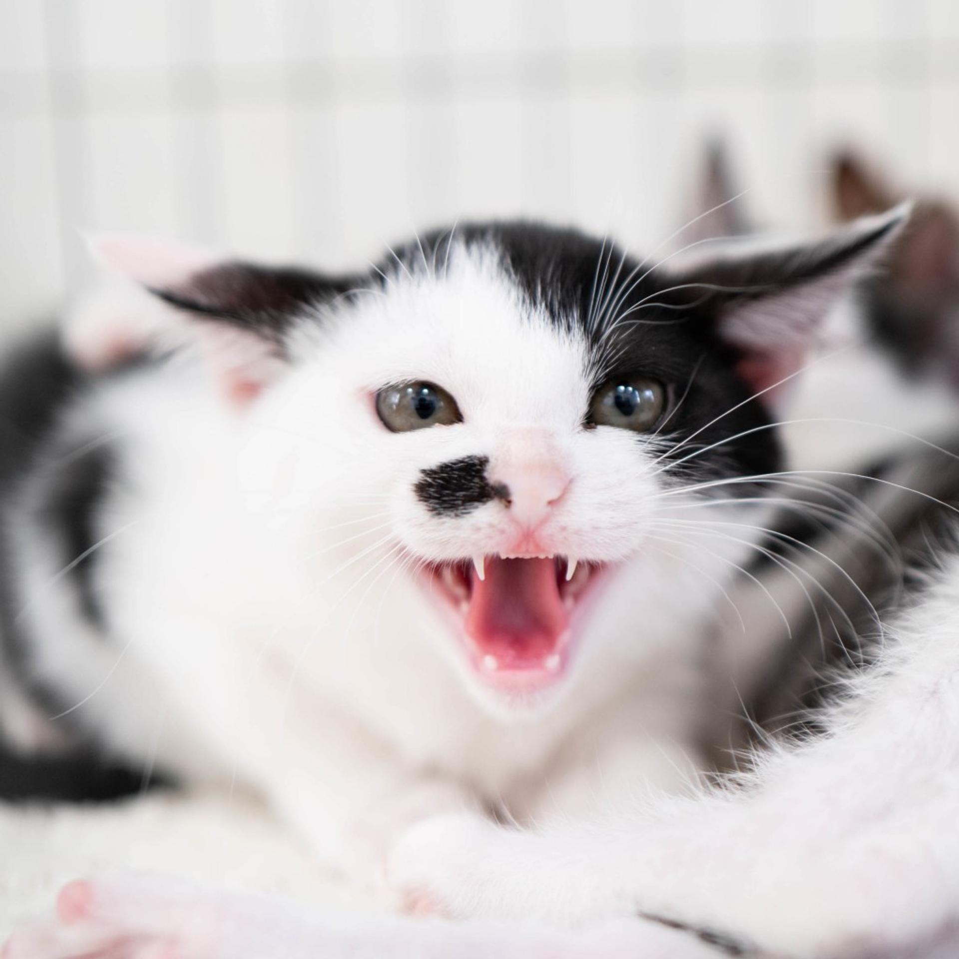 pet-image-5