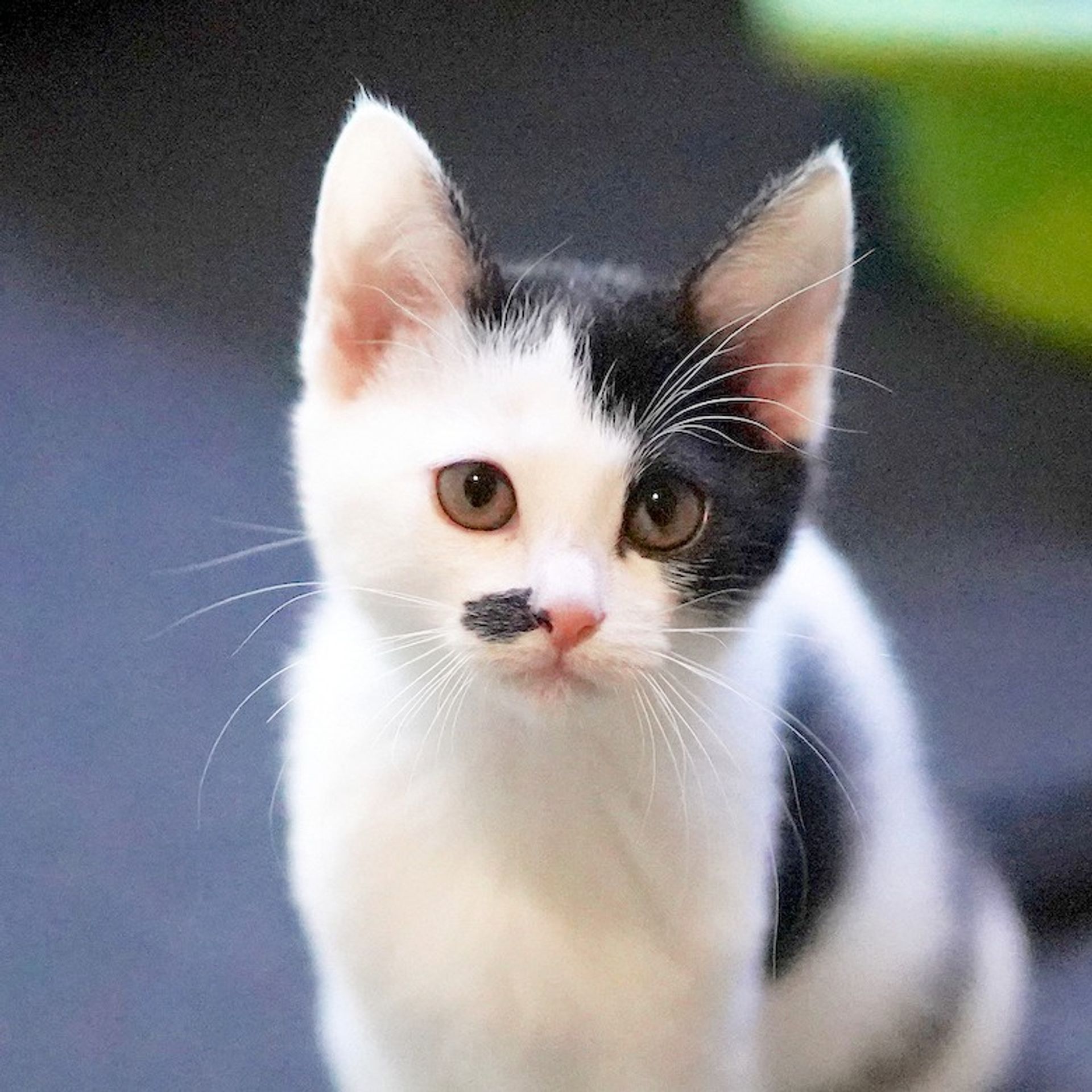 雑種（ミックス猫）・メスの里親募集の写真