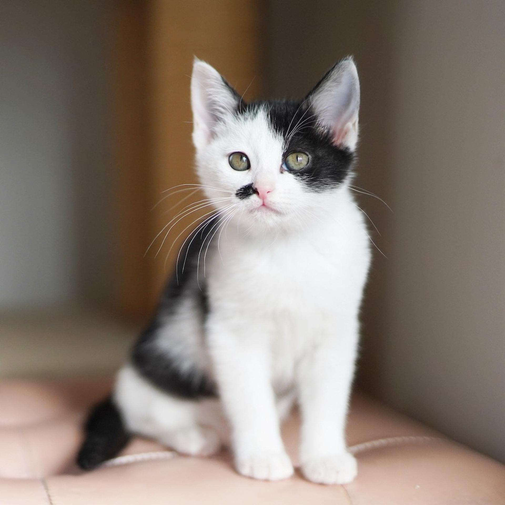 pet-image-4