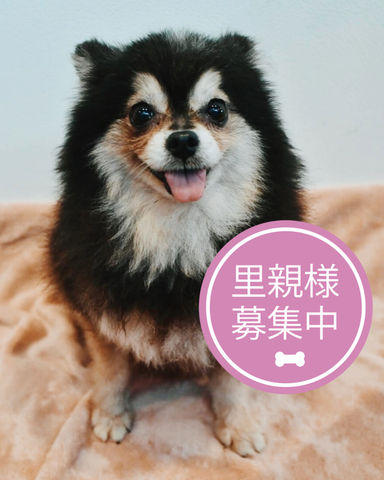 リル