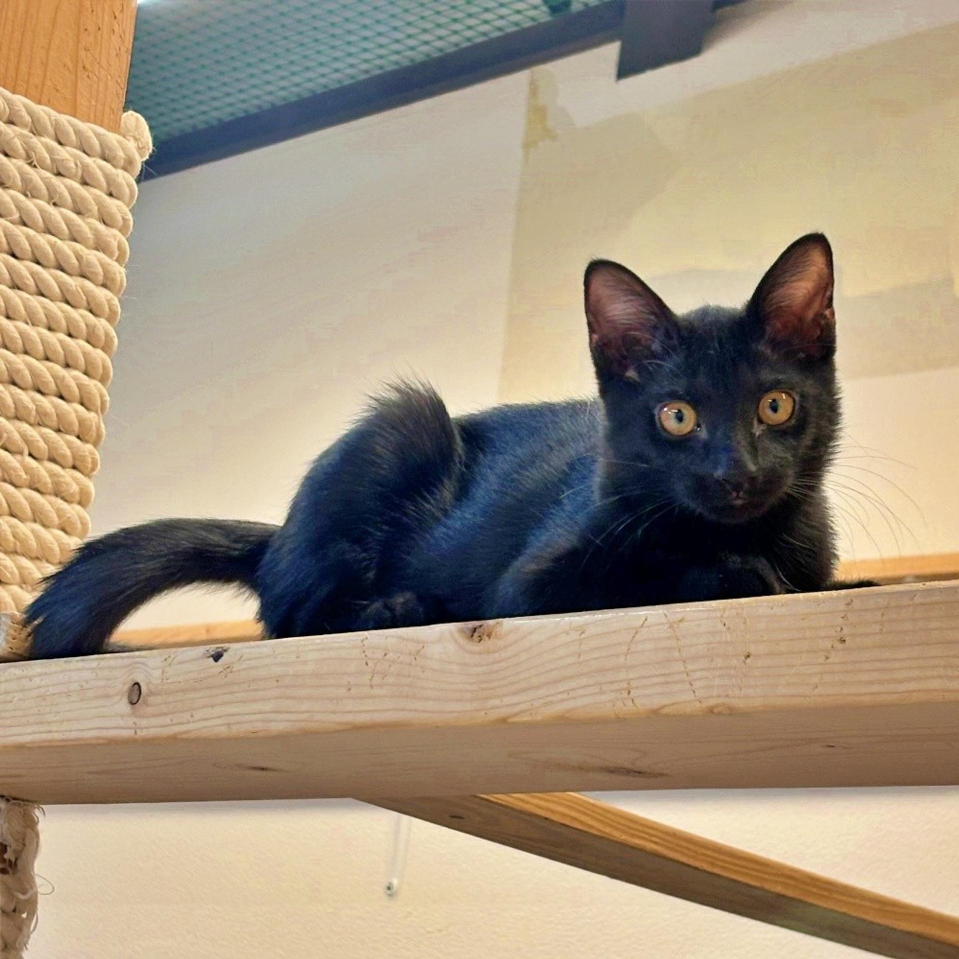 pet-image-3