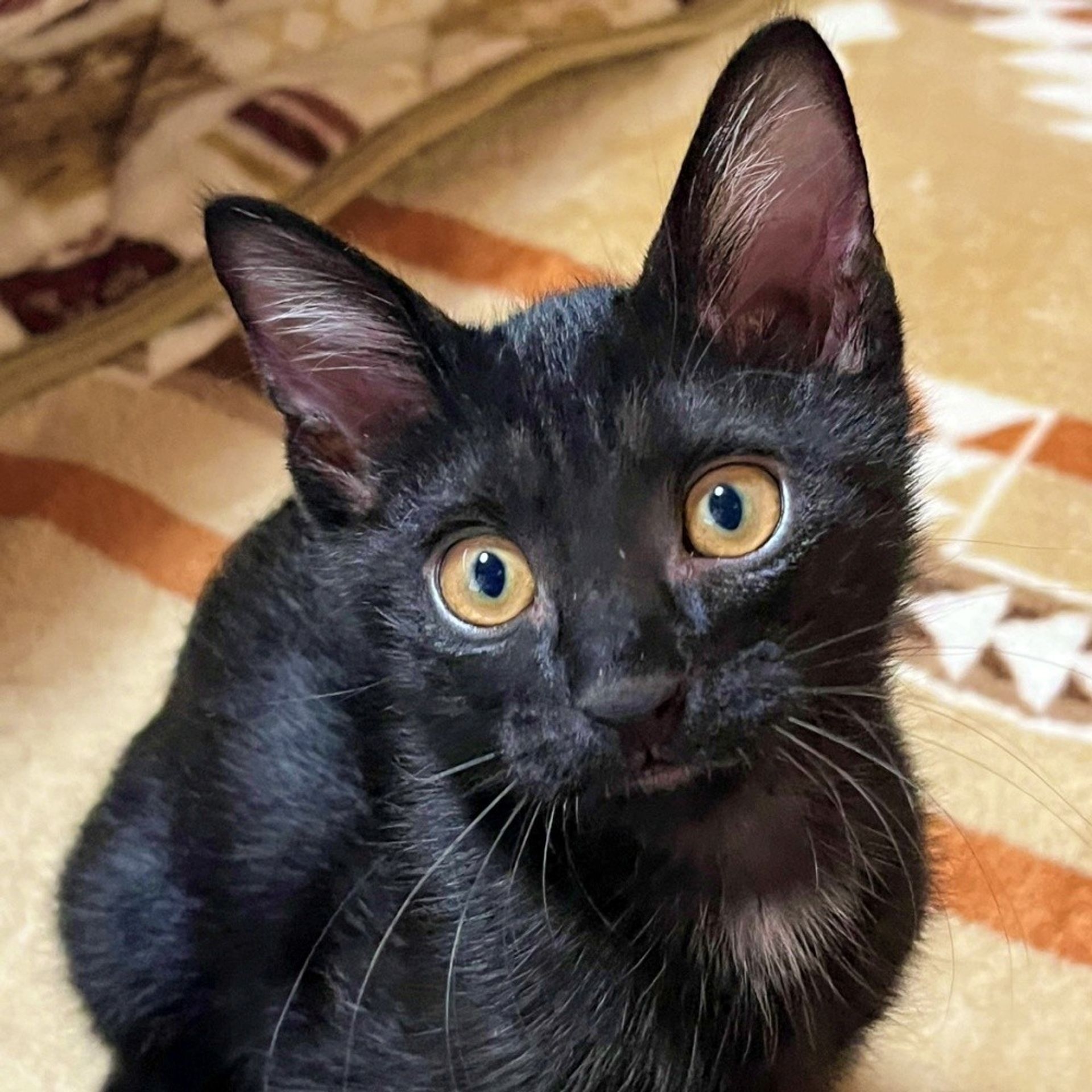 雑種（ミックス猫）・オスの里親募集の写真