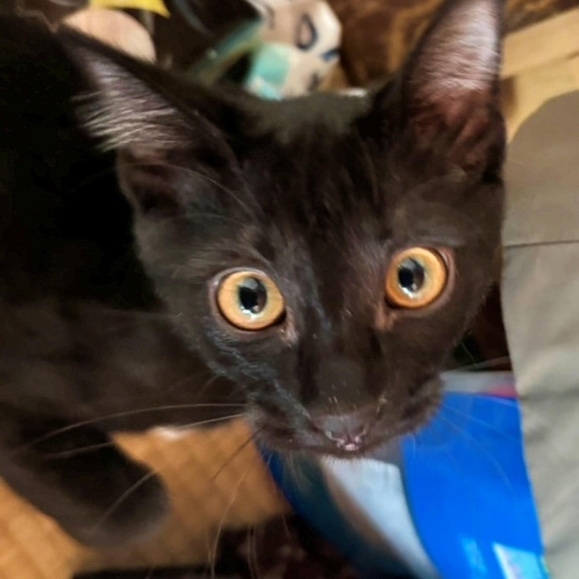 pet-image-4