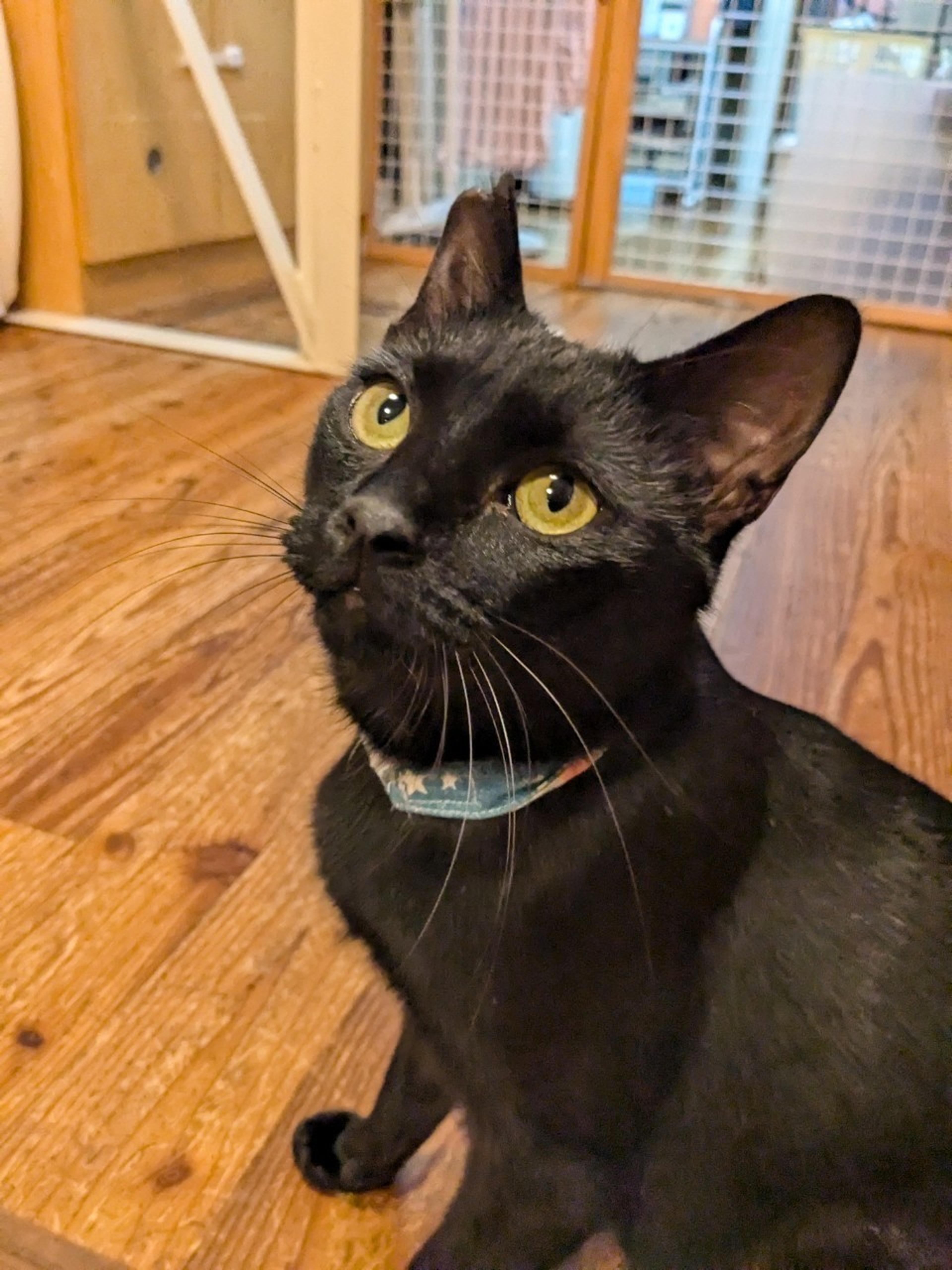 pet-image-2