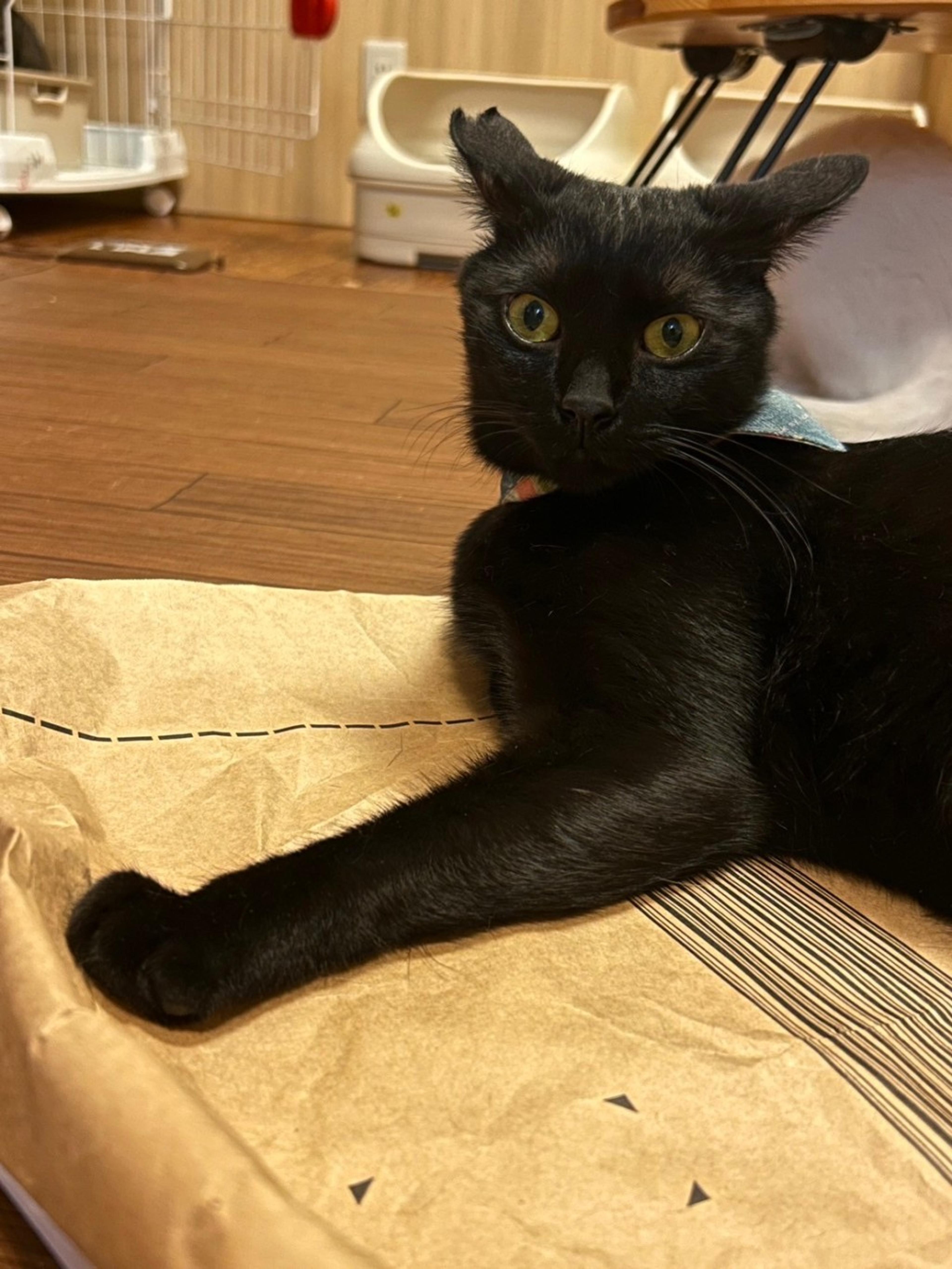 pet-image-3