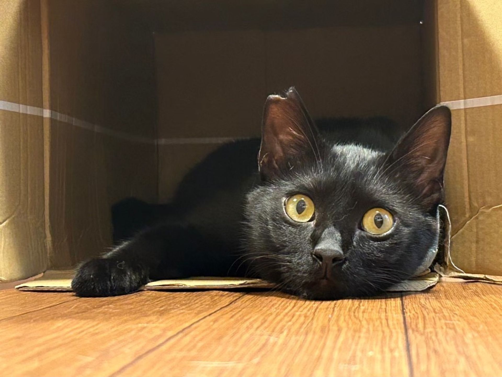 雑種（ミックス猫）・メスの里親募集の写真