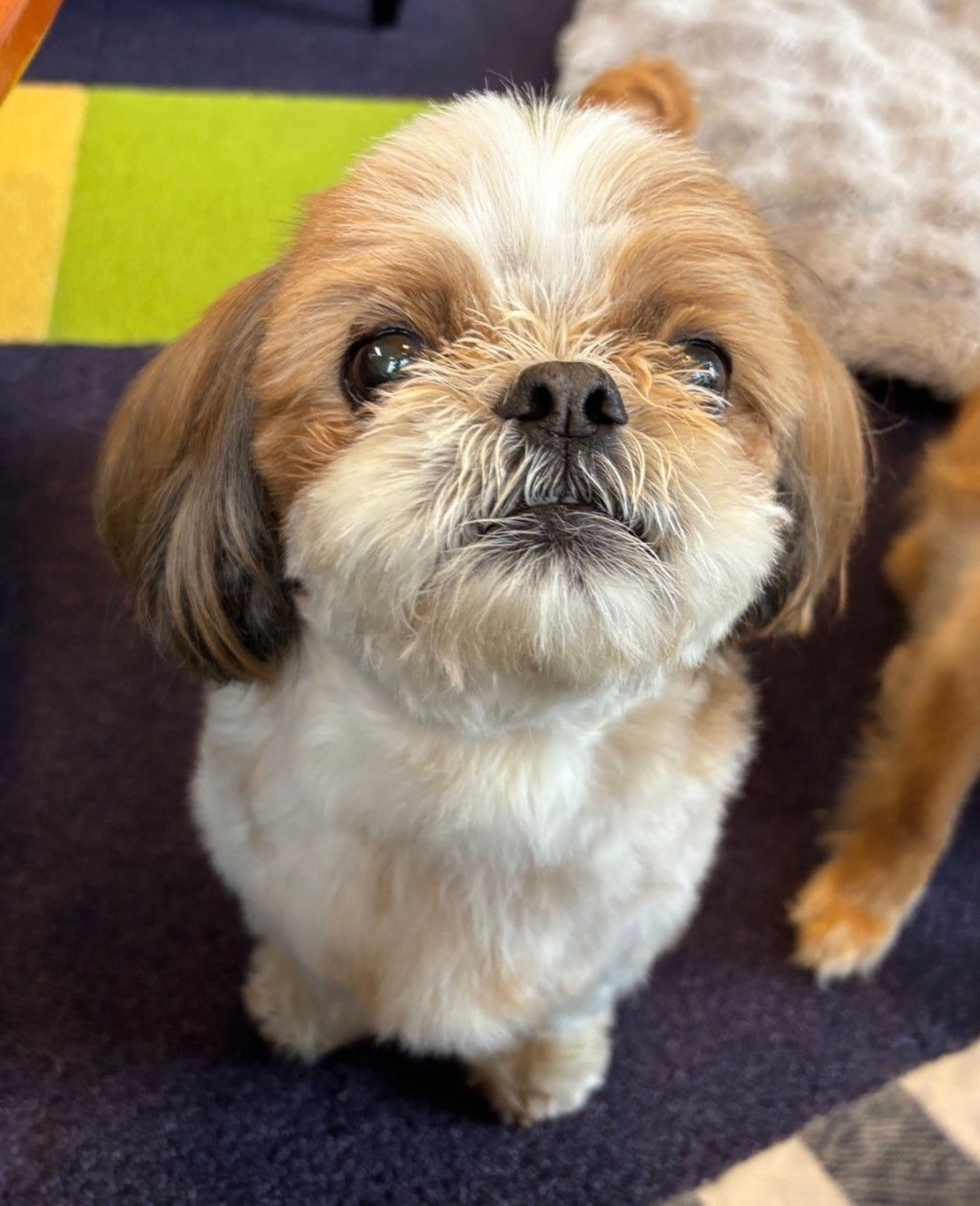 シーズー・オスの里親募集の写真