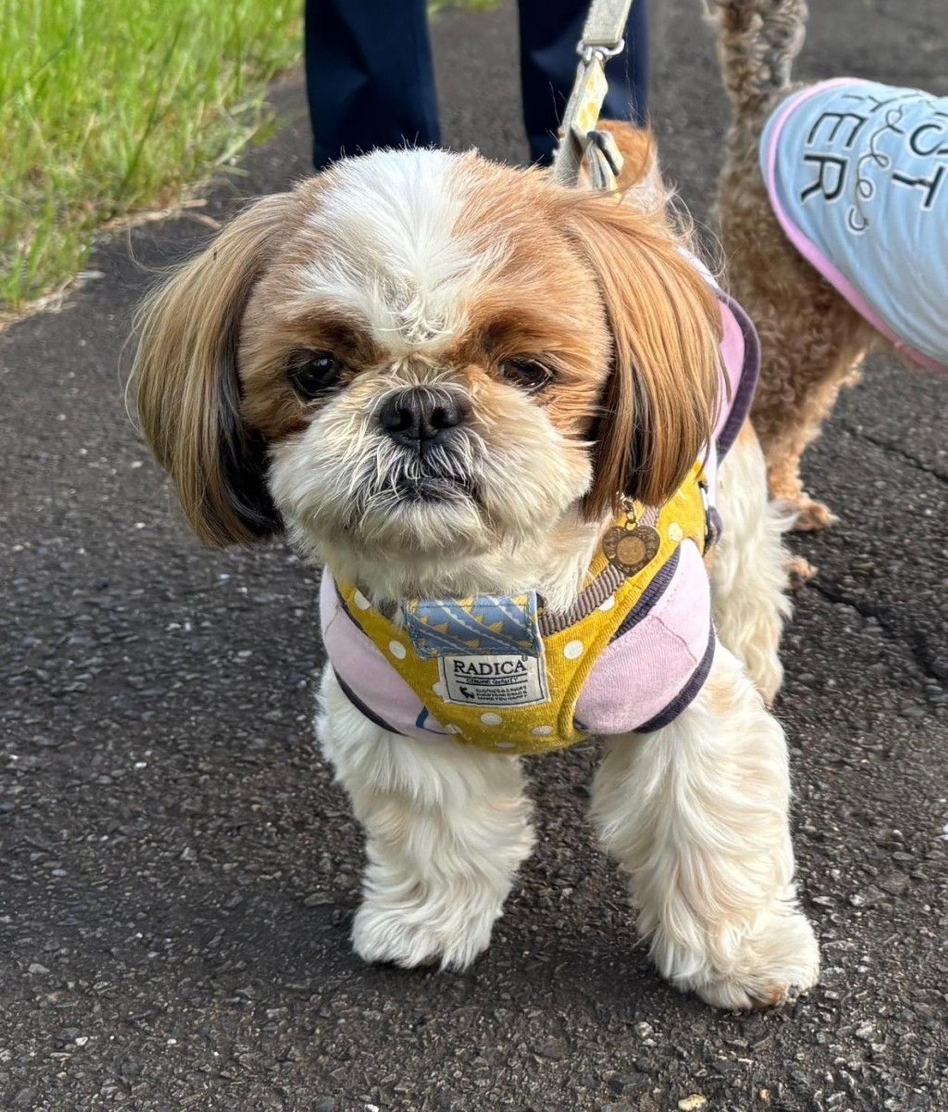 pet-image-2