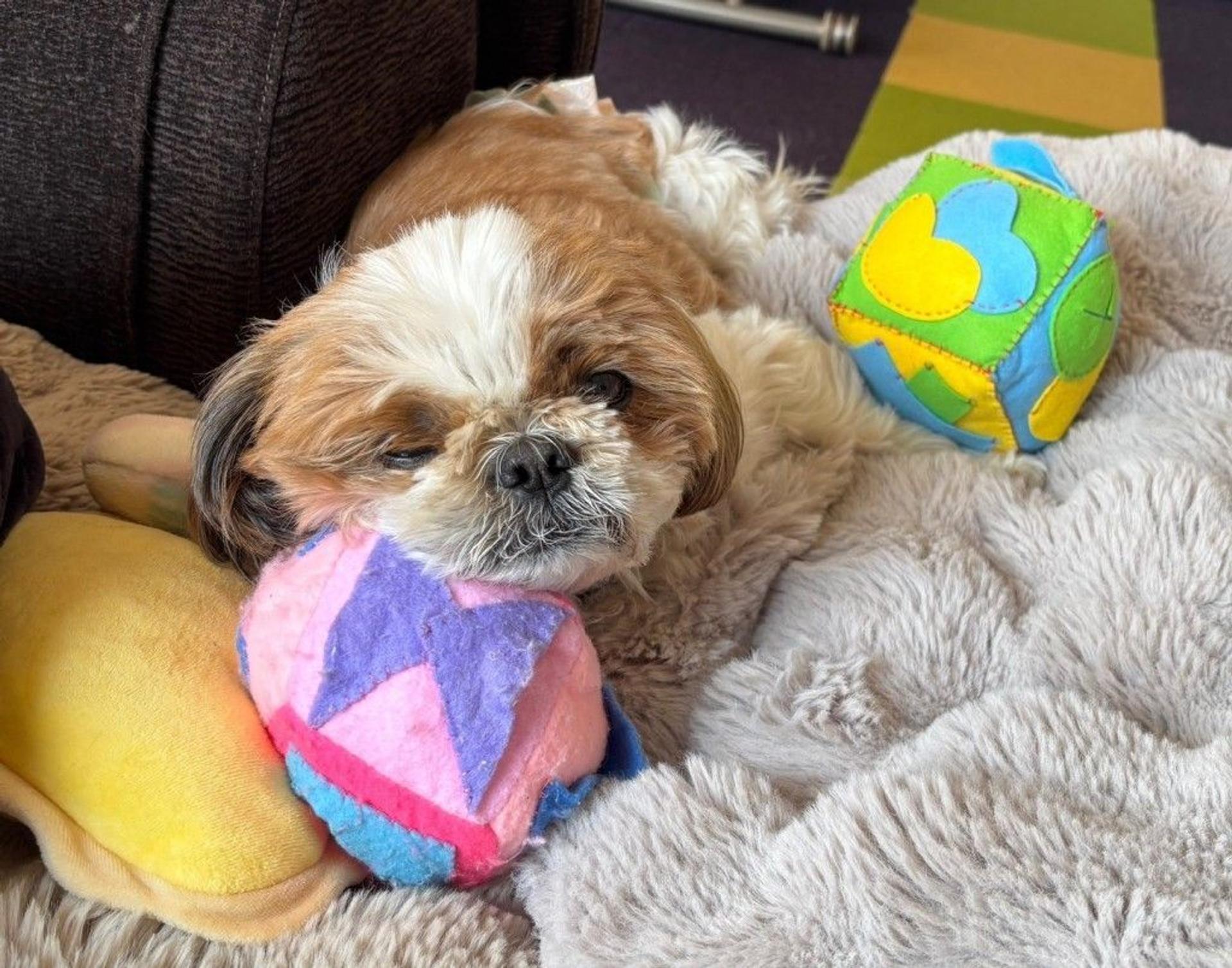 pet-image-5