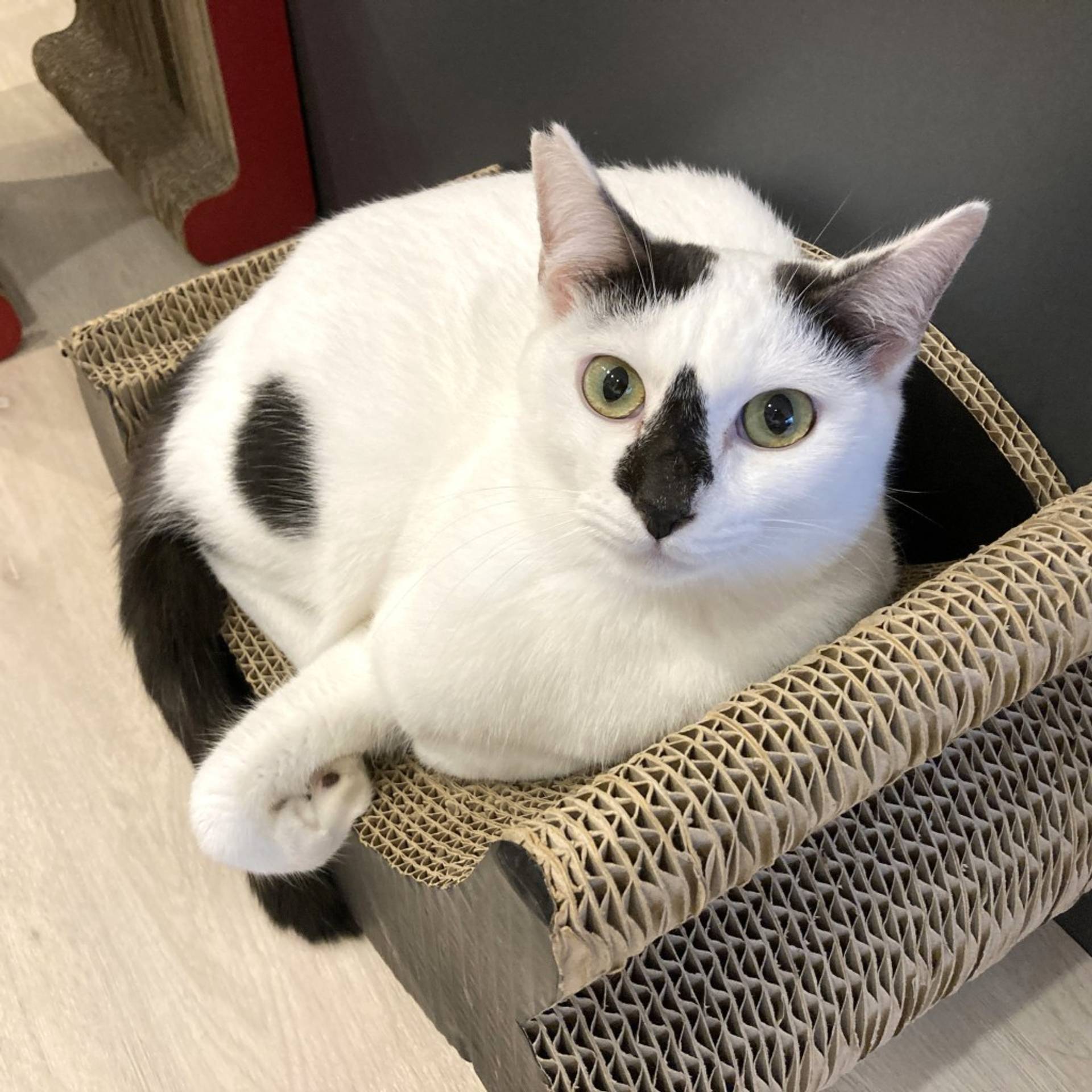 雑種（ミックス猫）・オスの里親募集の写真