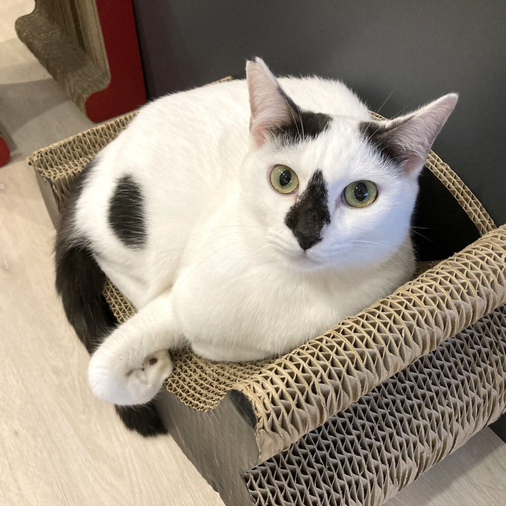 雑種（ミックス猫）・オスの里親募集の写真