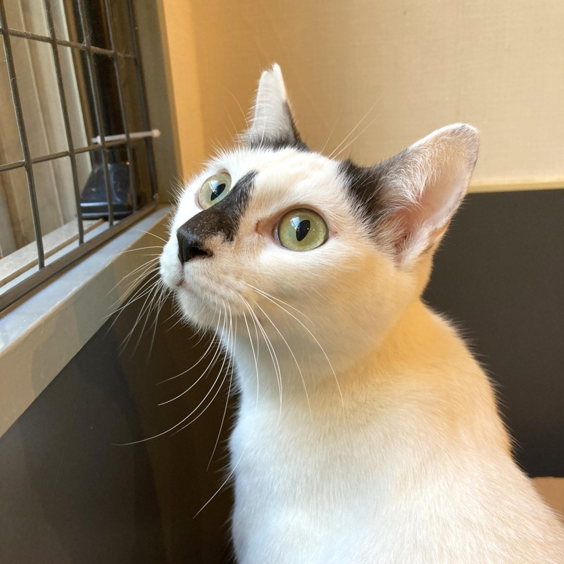 pet-image-3