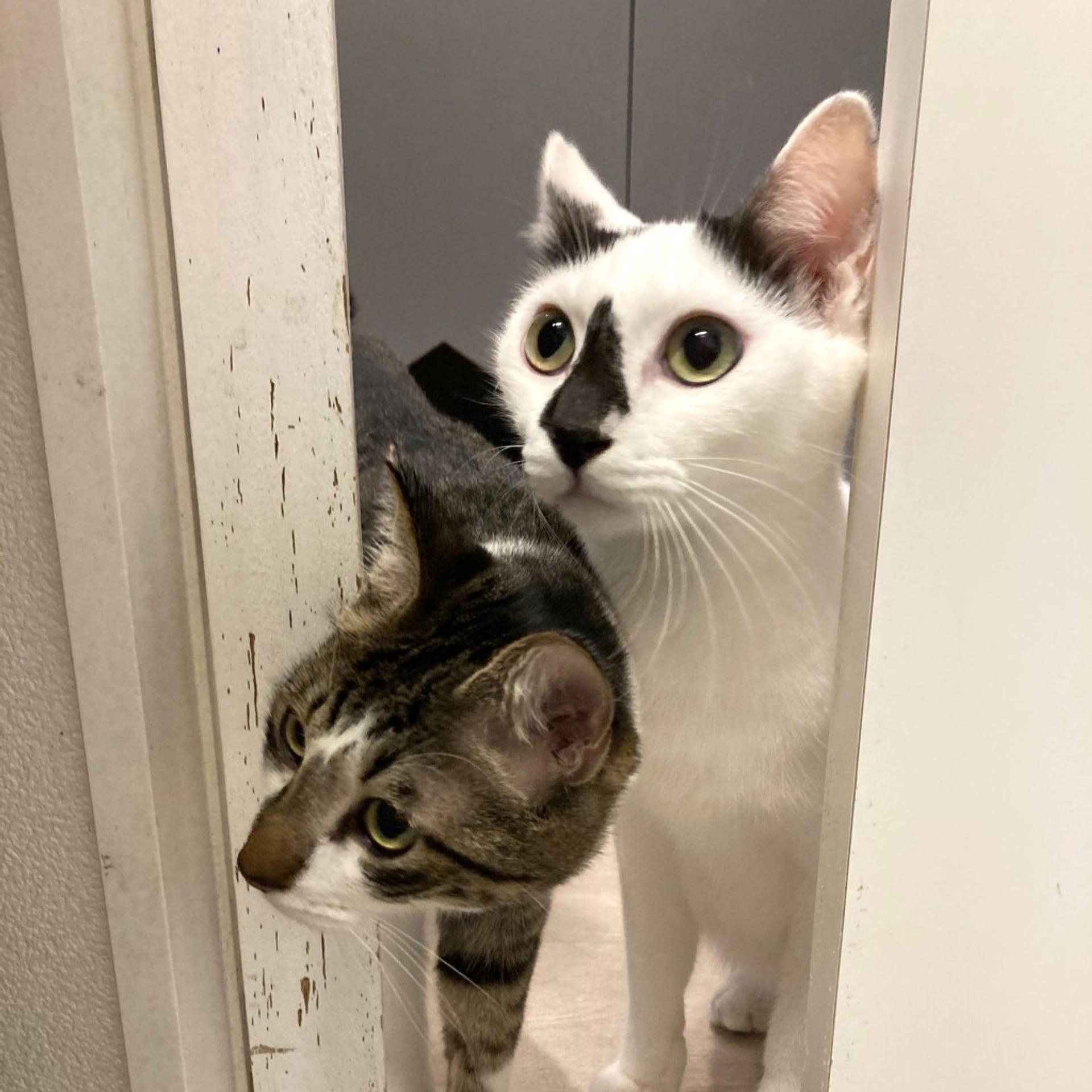 pet-image-4