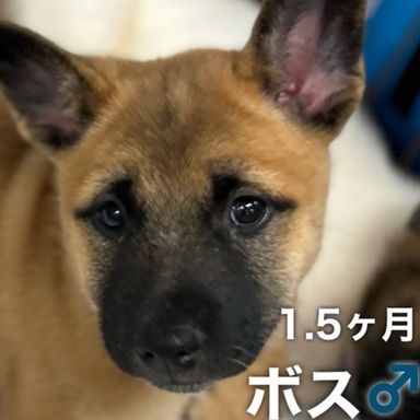 ボス
