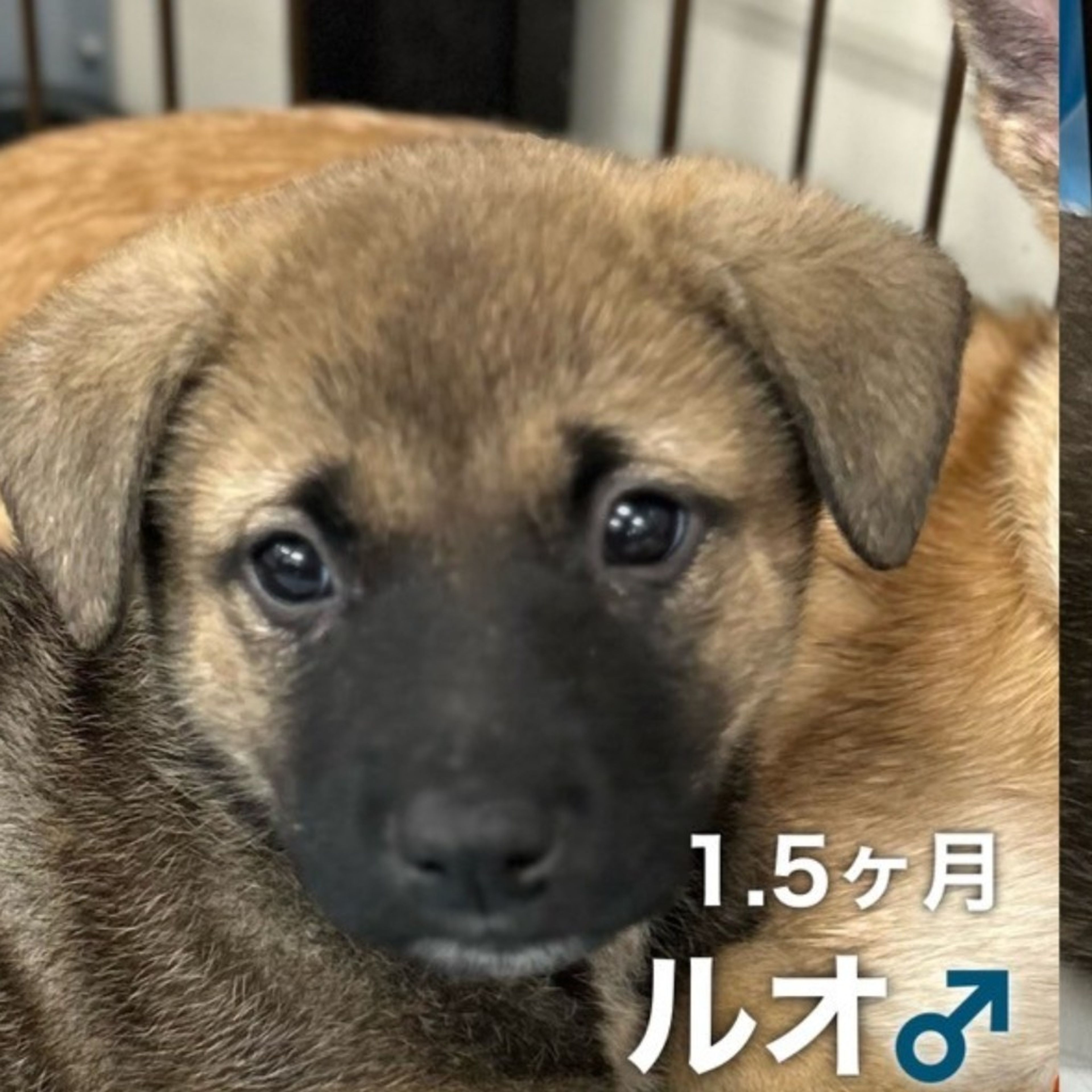 雑種（ミックス犬）・オスの里親募集の写真