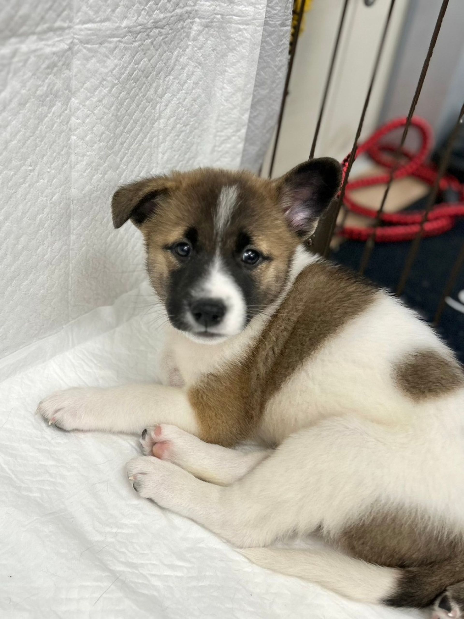 雑種（ミックス犬）・オスの里親募集の写真