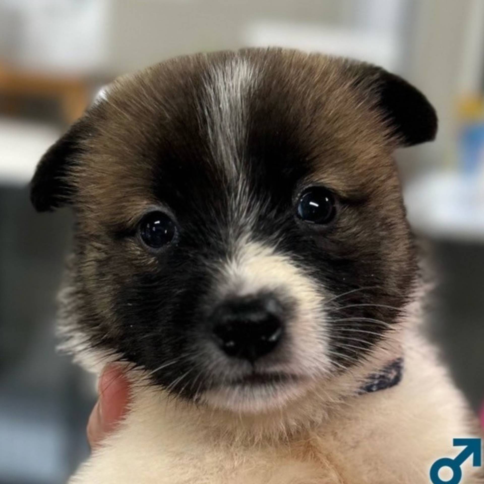雑種（ミックス犬）・オスの里親募集の写真