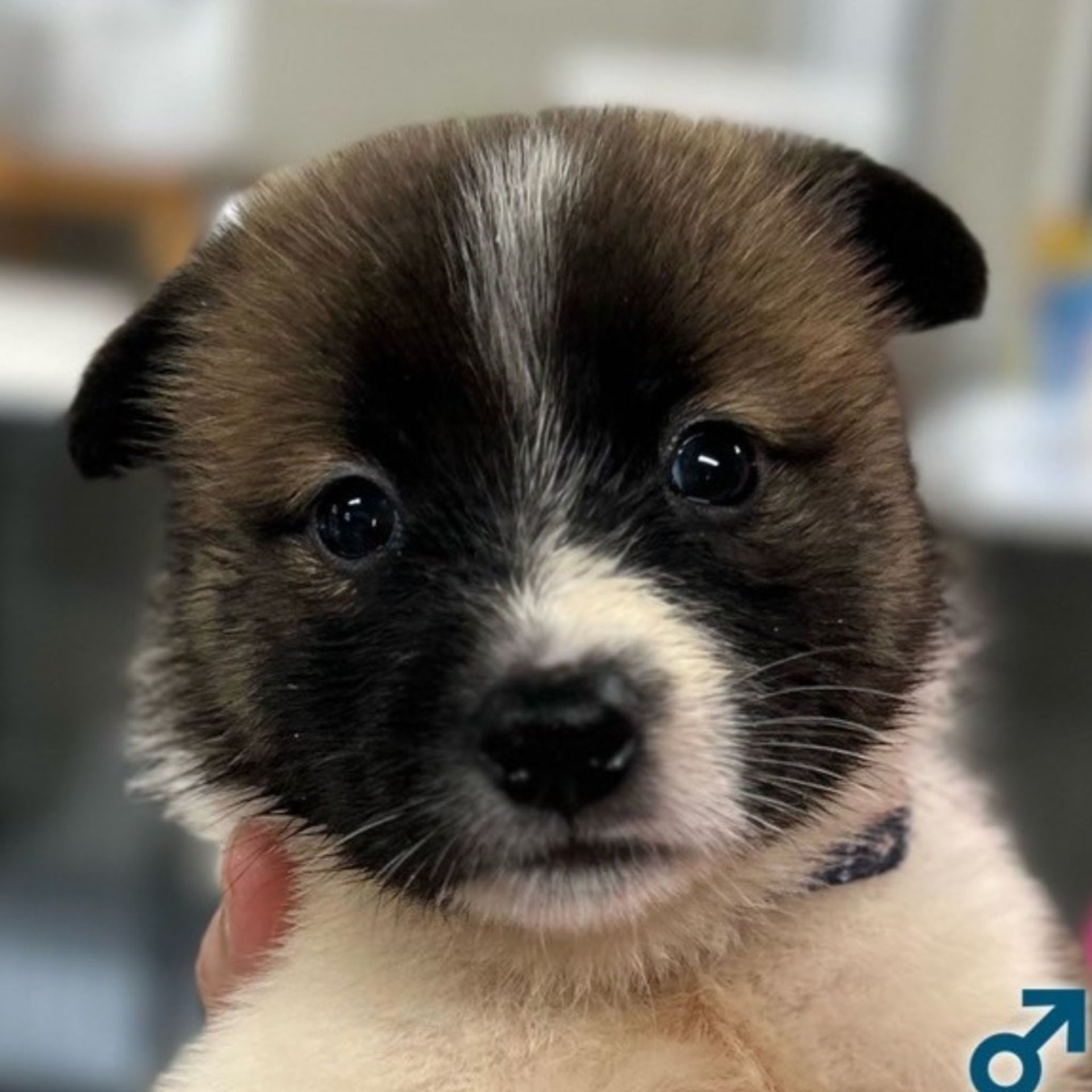 雑種（ミックス犬）・オスの里親募集の写真