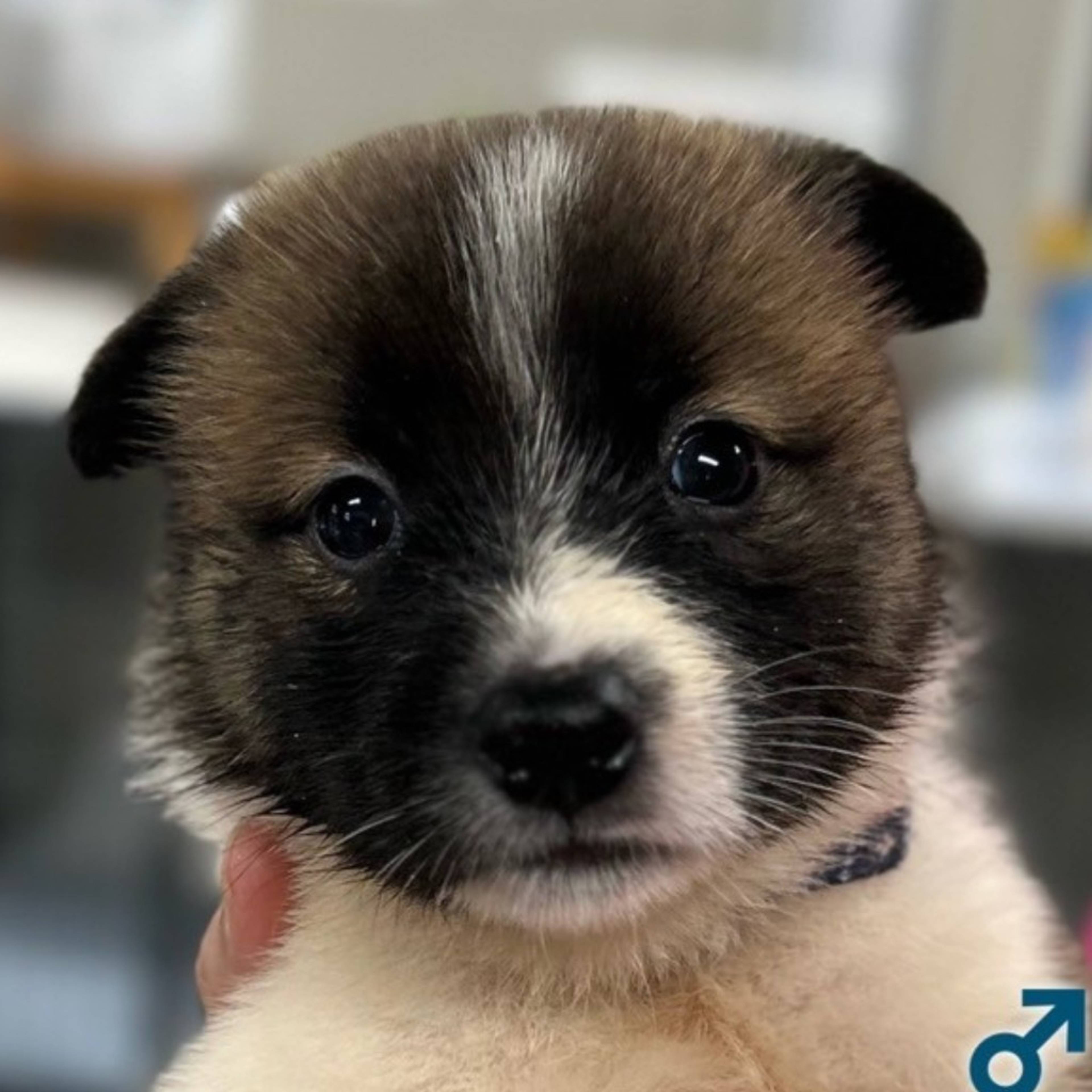 雑種（ミックス犬）・オスの里親募集の写真