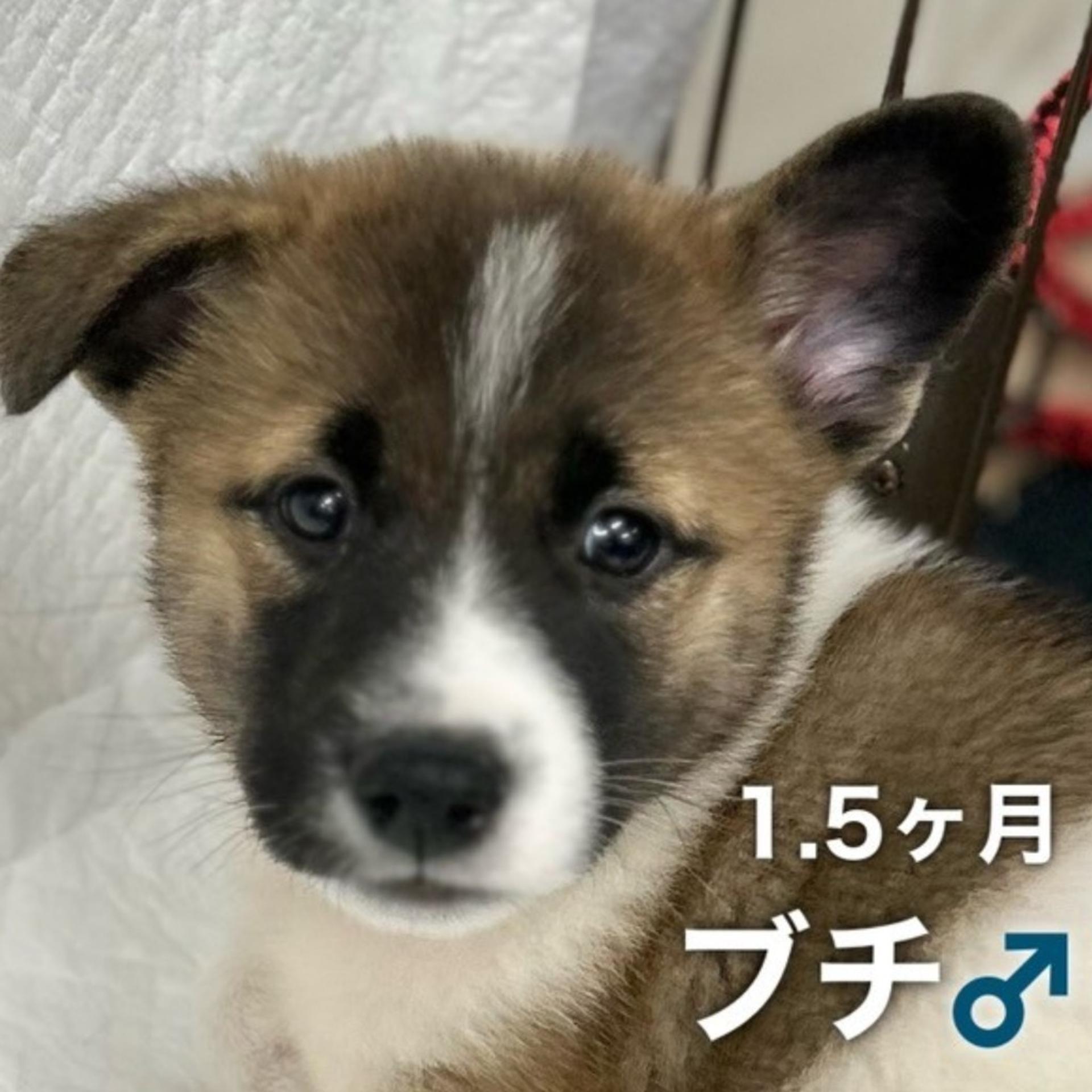 pet-image-2