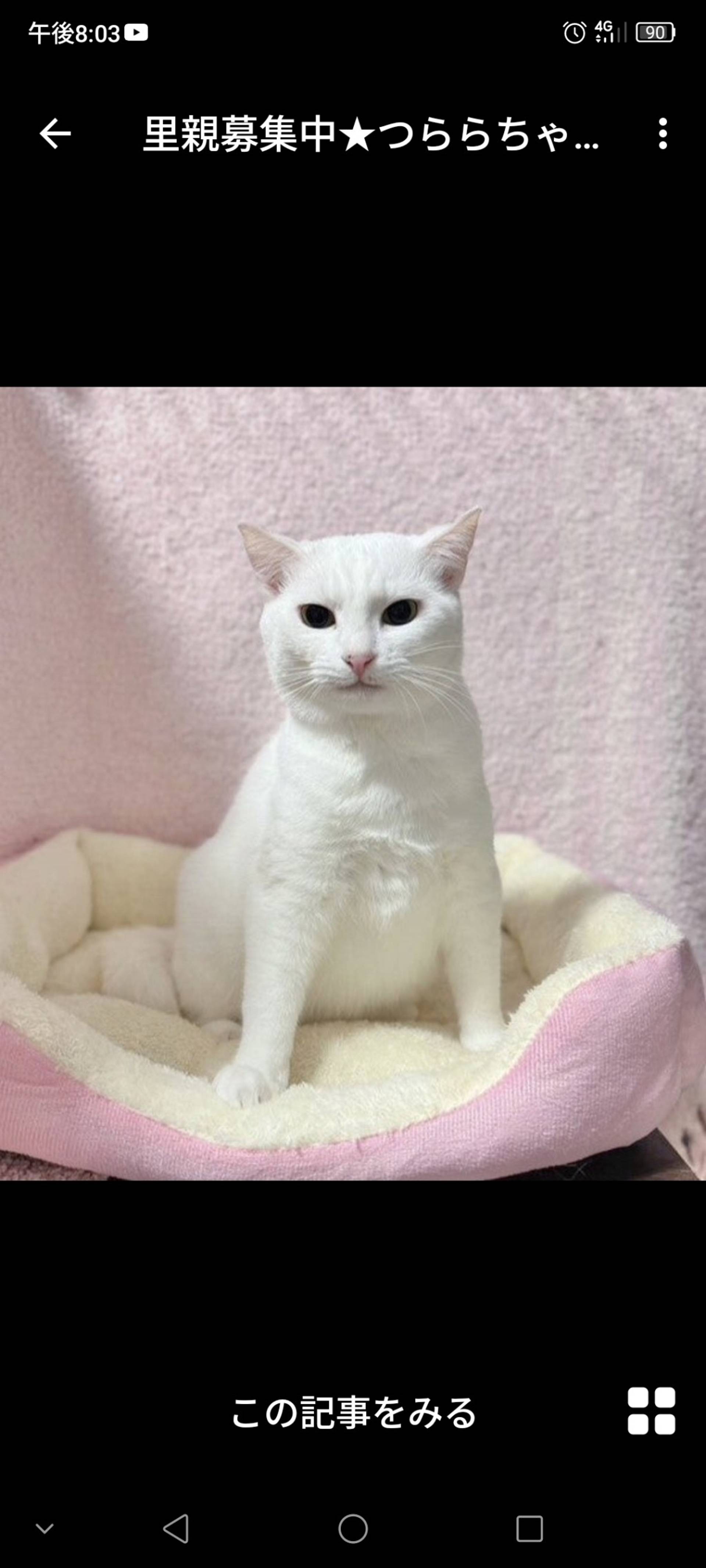 雑種（ミックス猫）・メスの里親募集の写真