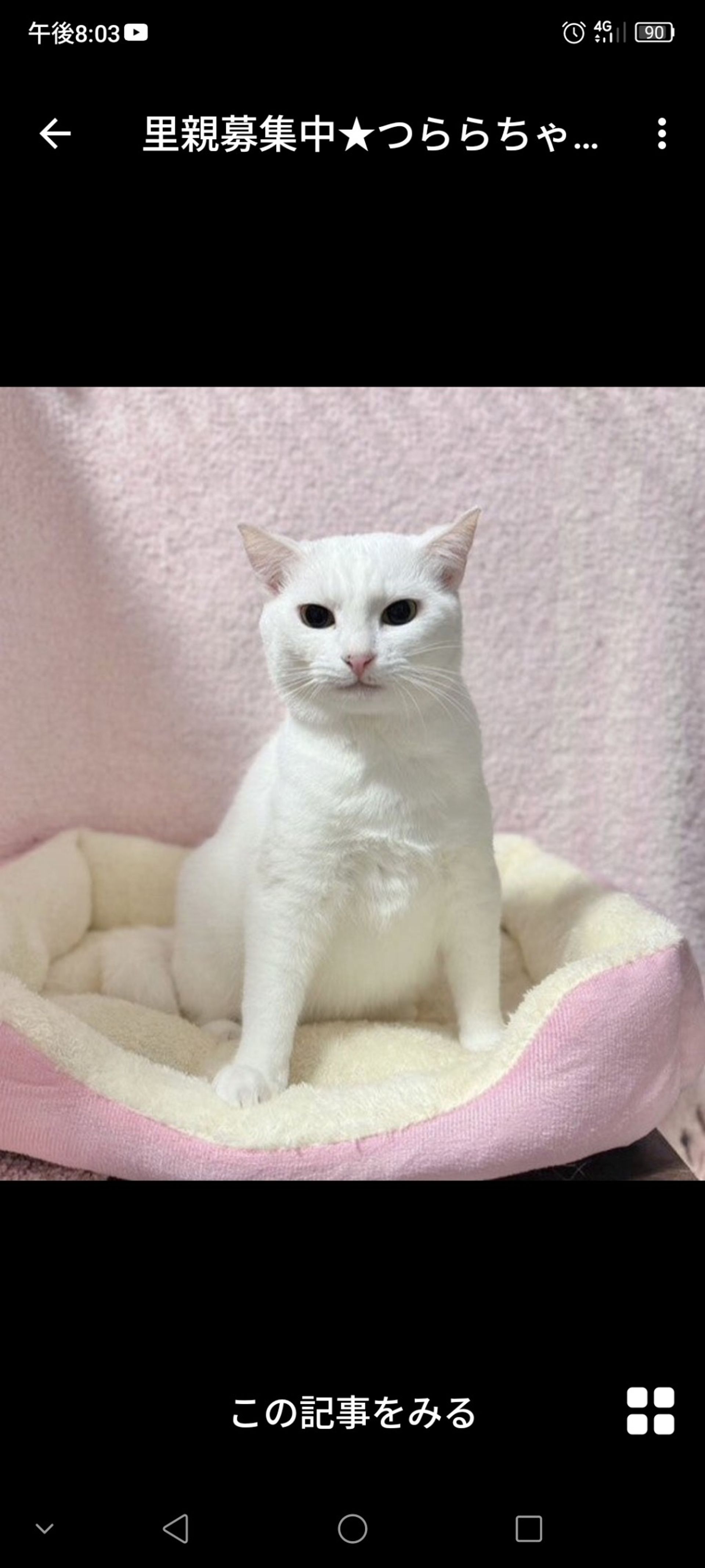 雑種（ミックス猫）・メスの里親募集の写真