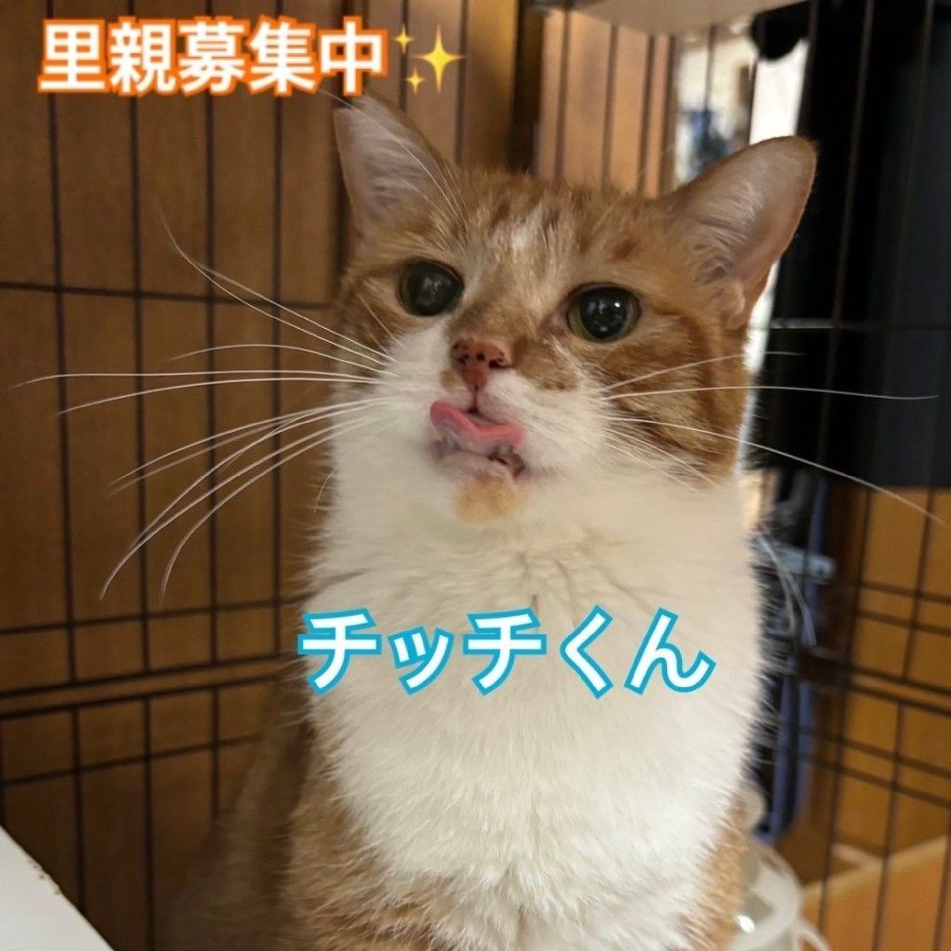 日本猫・オスの里親募集の写真