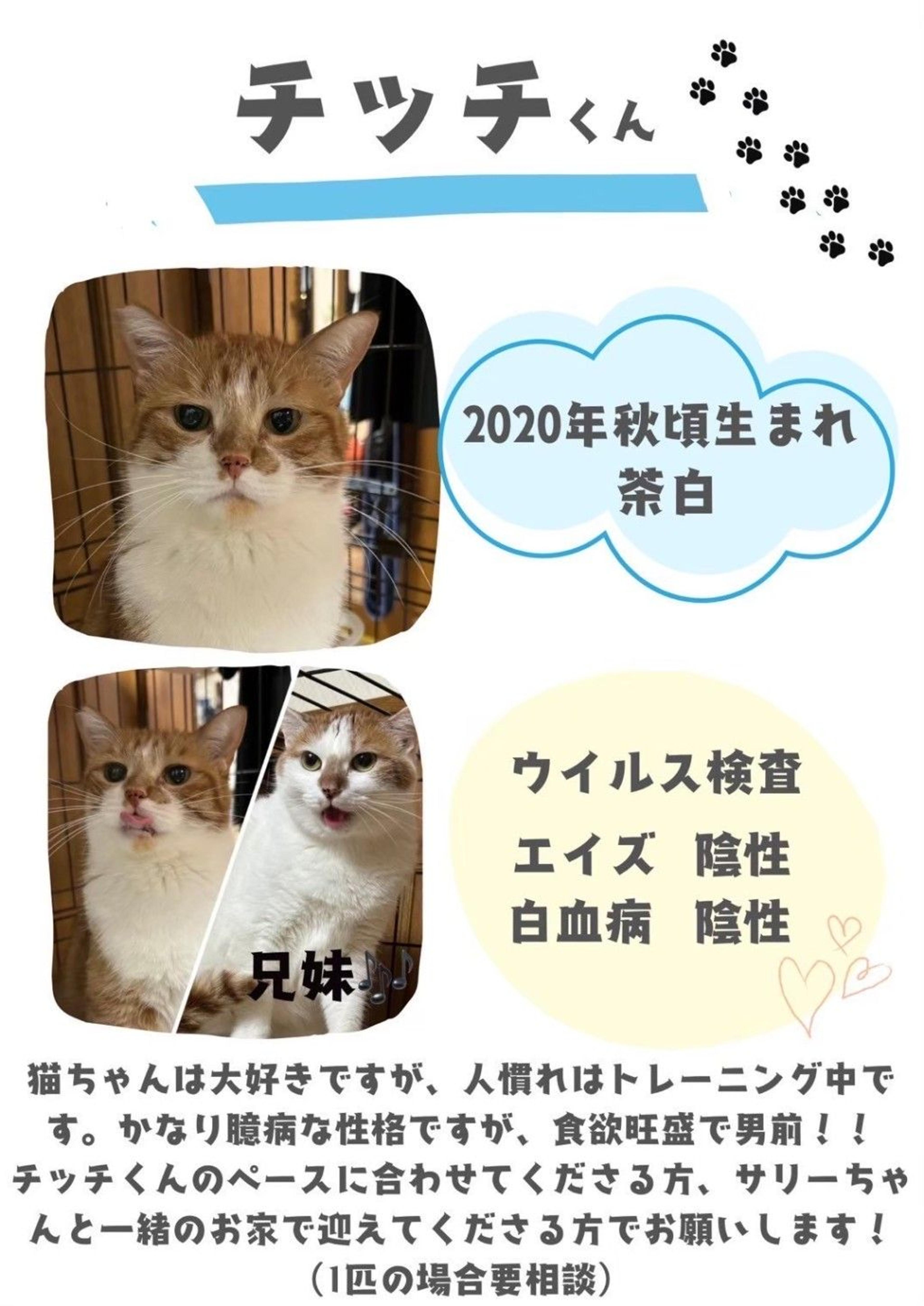 pet-image-4