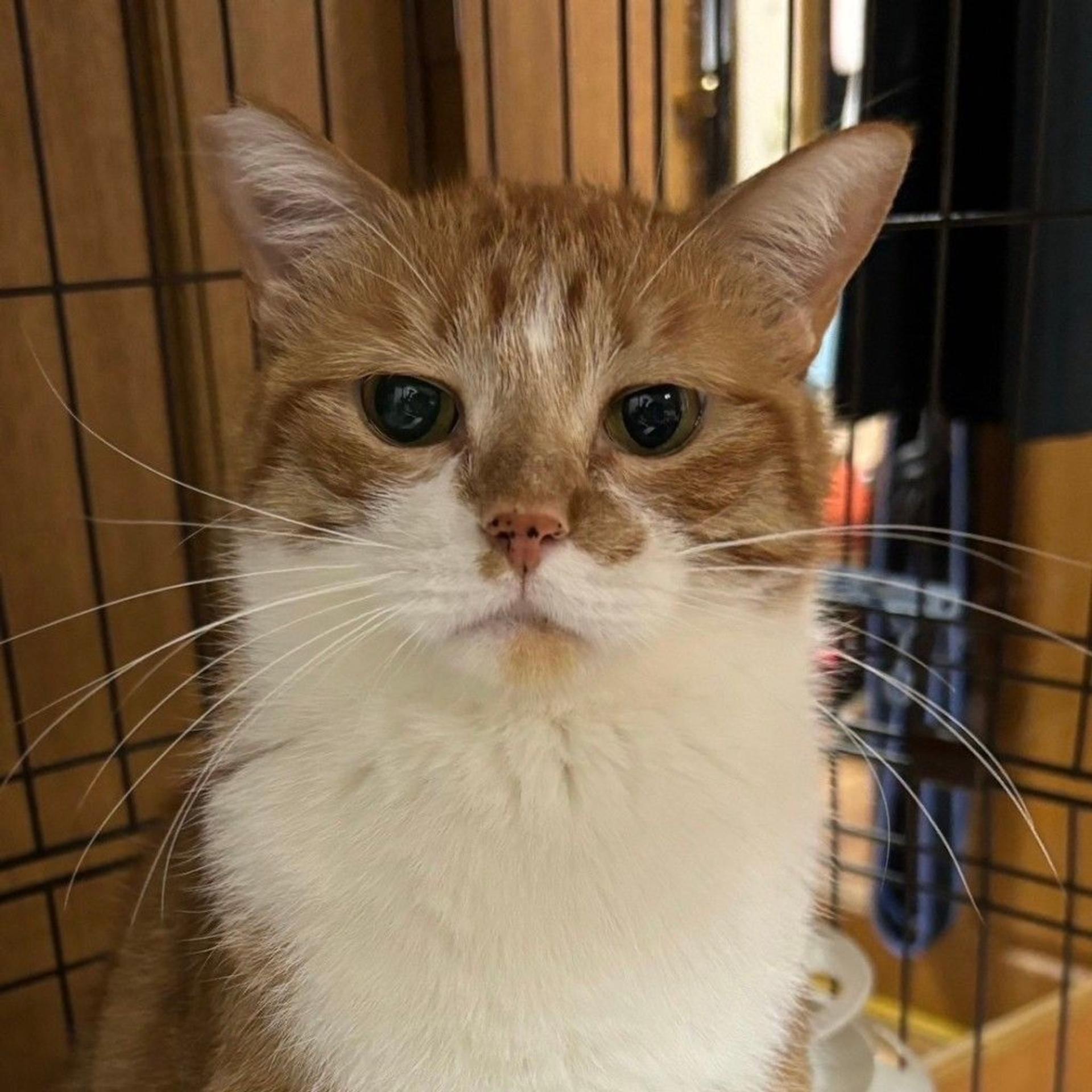 pet-image-6