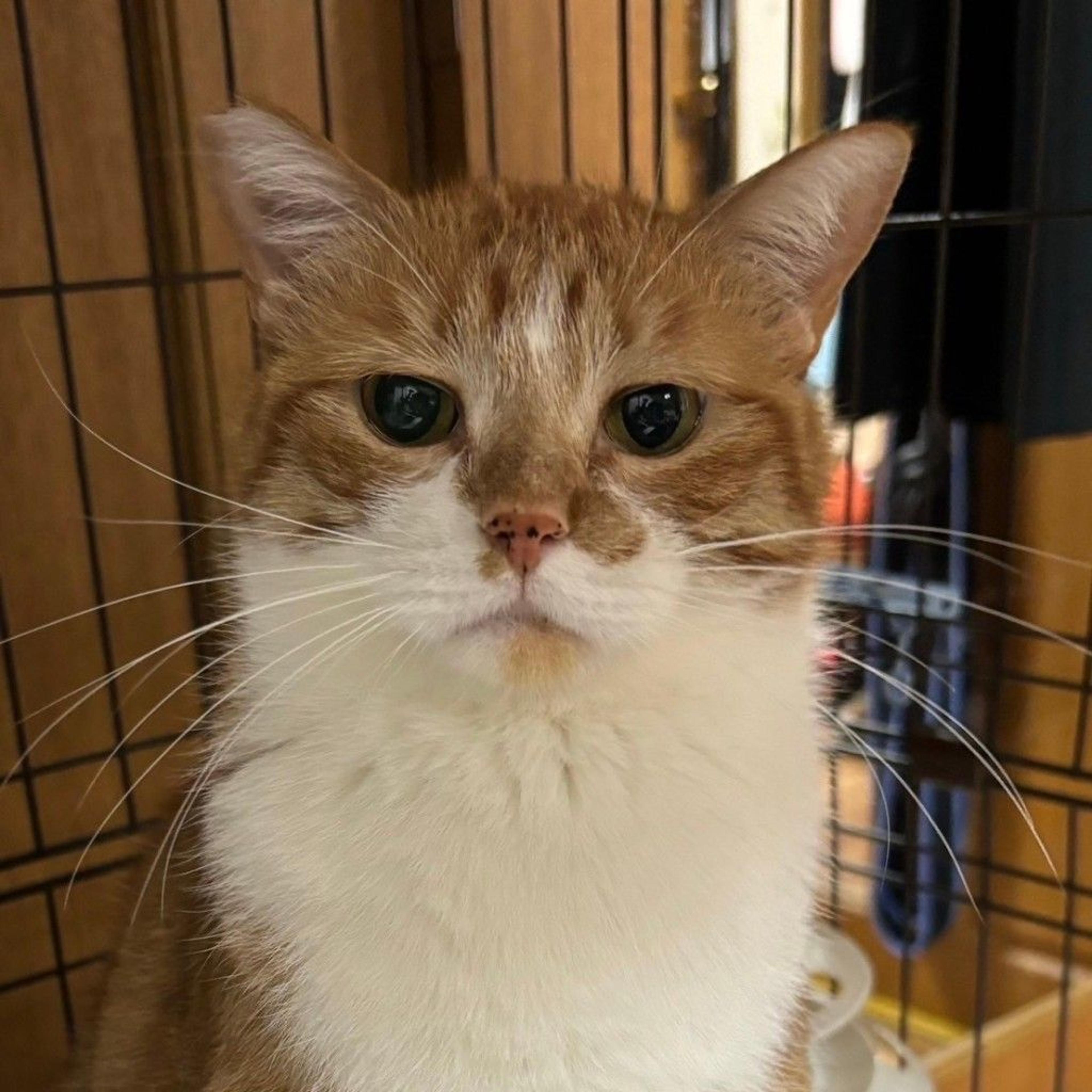 pet-image-6