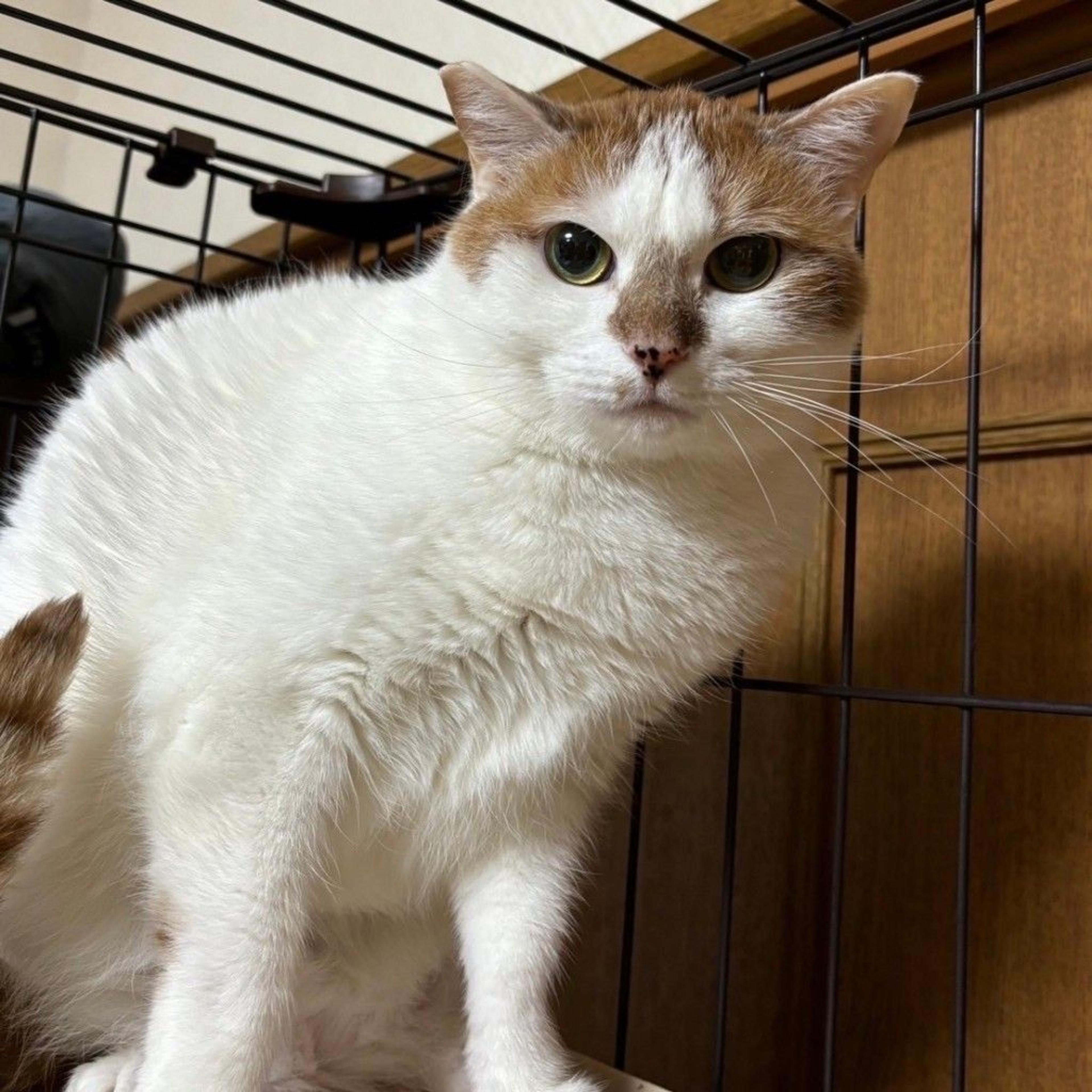 pet-image-8