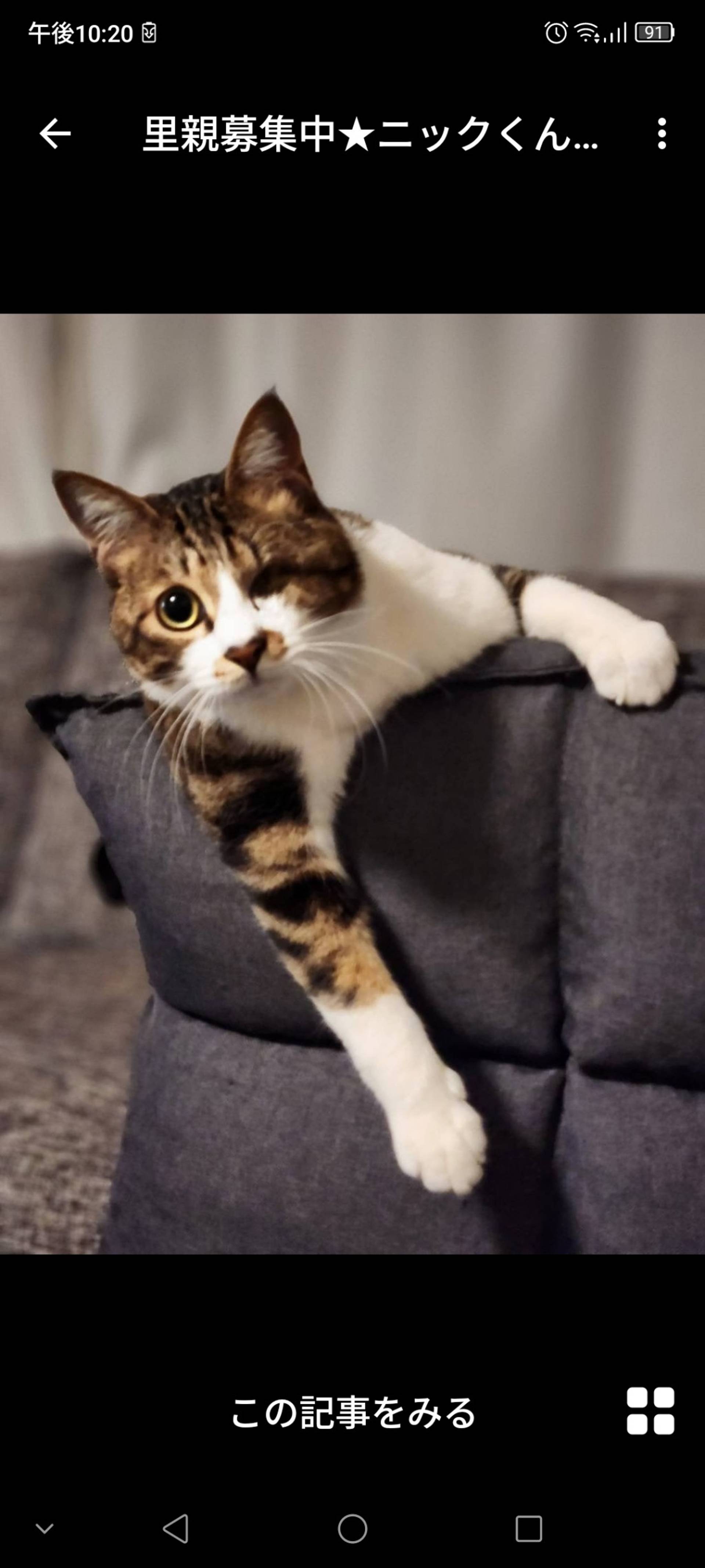 雑種（ミックス猫）・オスの里親募集の写真