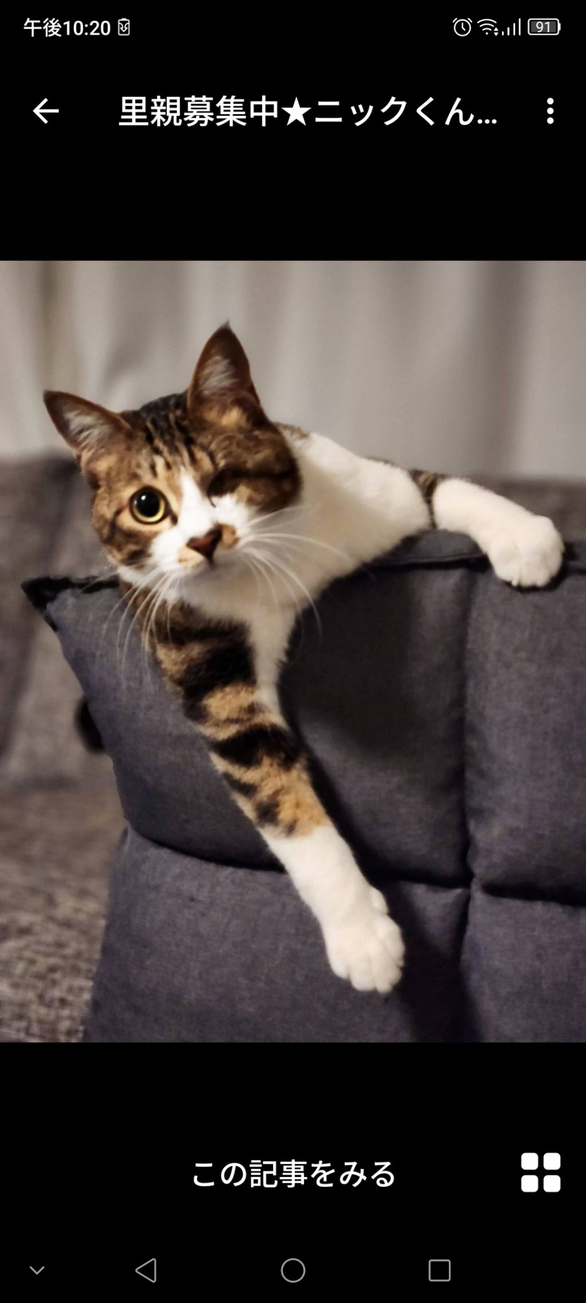 雑種（ミックス猫）・オスの里親募集の写真