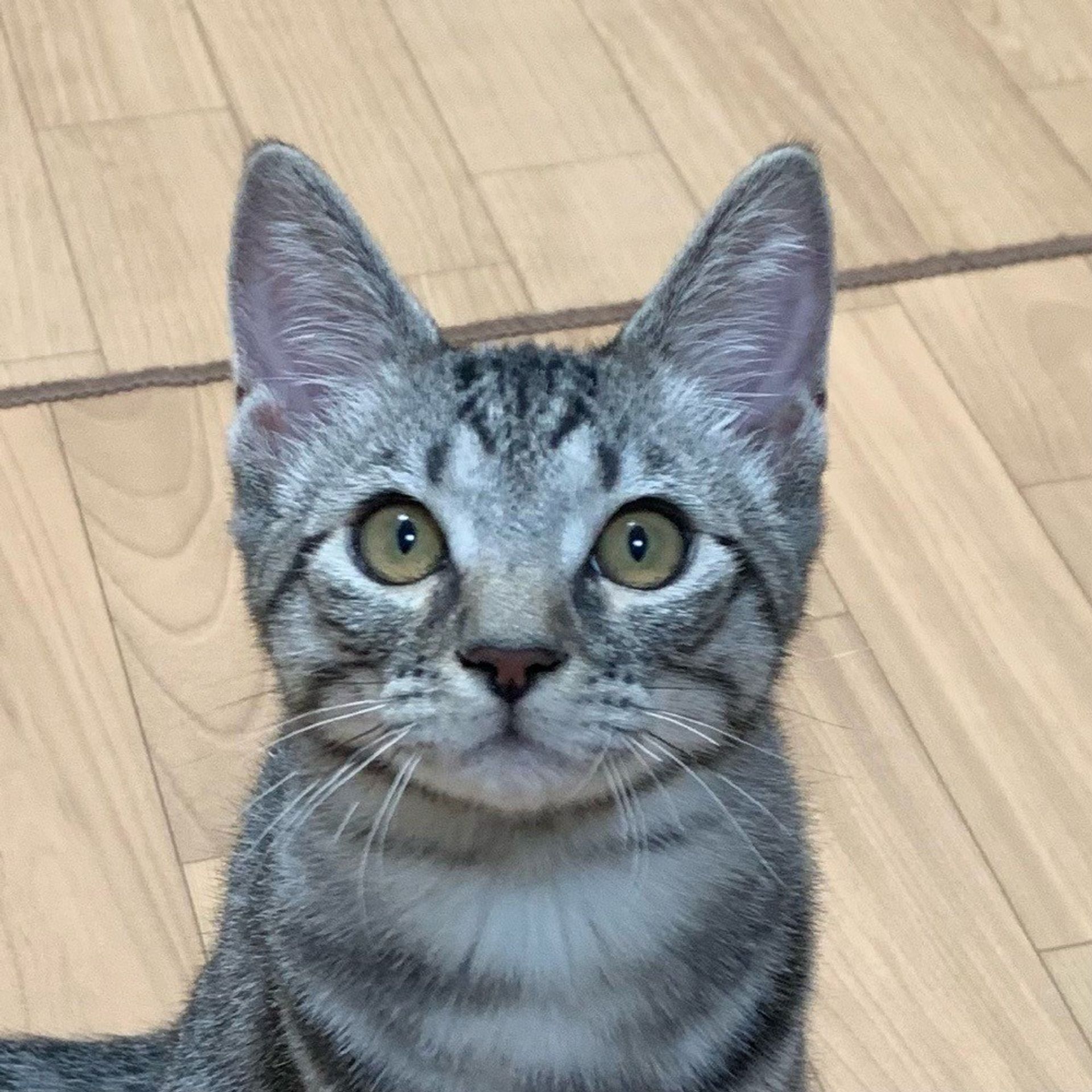 雑種（ミックス猫）・オスの里親募集の写真